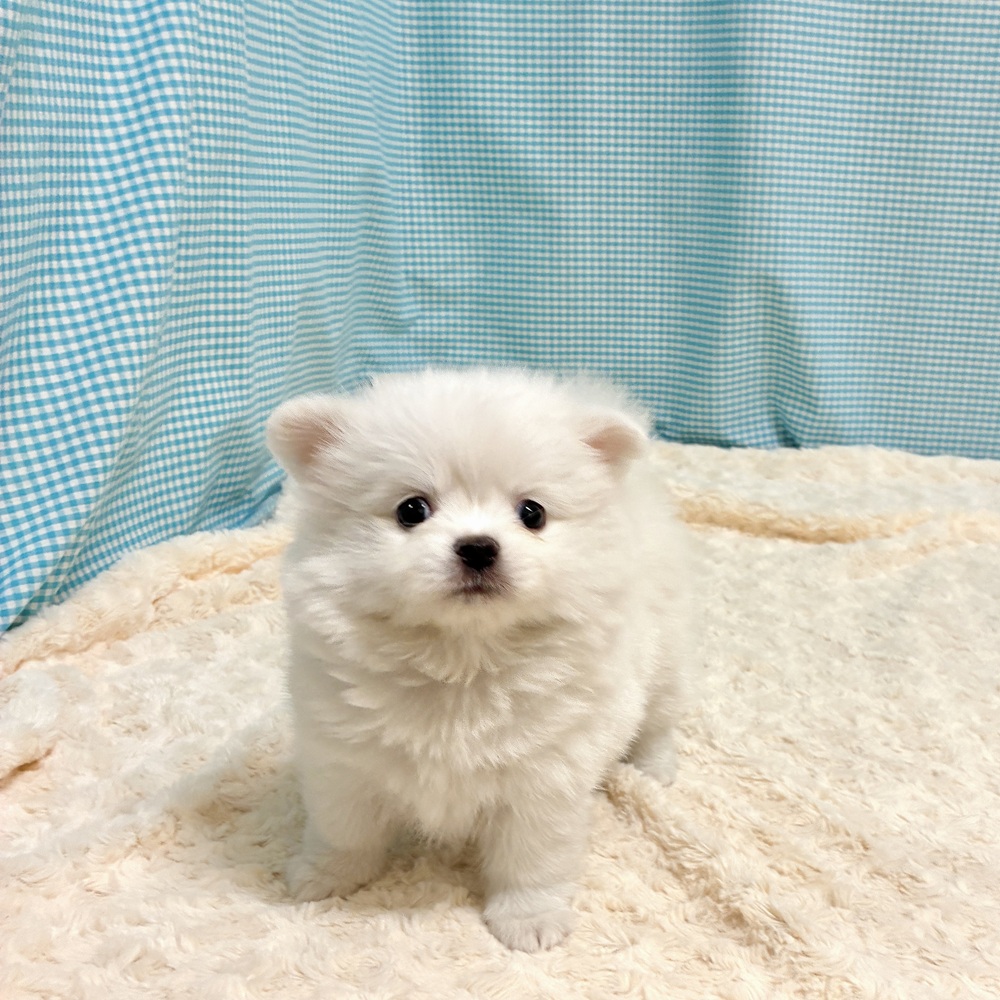 愛知県のポメチワ/チワポメ/ポメチー(ポメラニアン×チワワ) (犬の家＆猫の里一宮店/2026年8月11日生まれ/女の子/クリームホワイト)の子犬の1枚目の画像