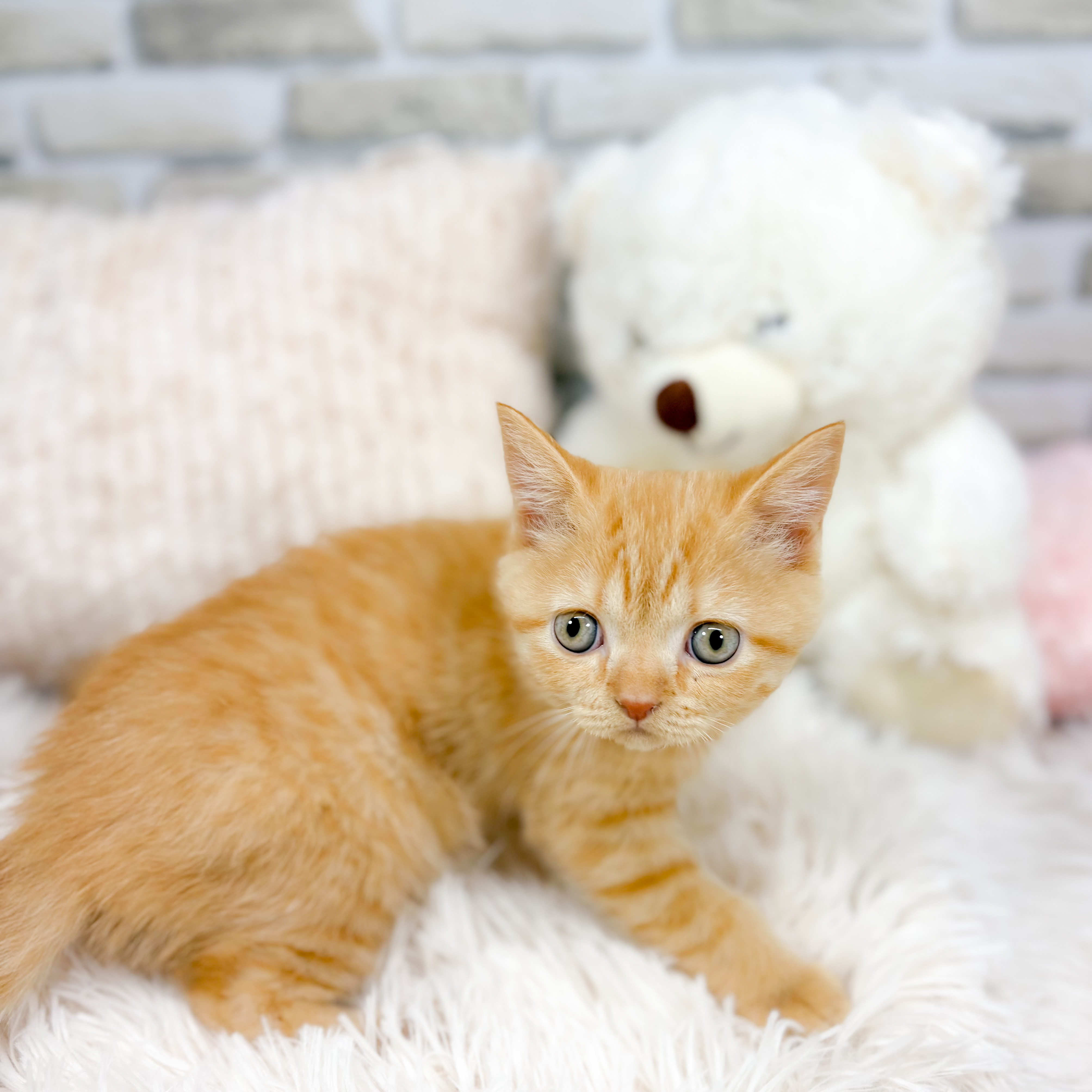 神奈川県のブリティッシュショートヘアー (犬の家＆猫の里元住吉ブレーメン通り店/2025年10月16日生まれ/男の子/レッドタビー)の子猫の1枚目の画像