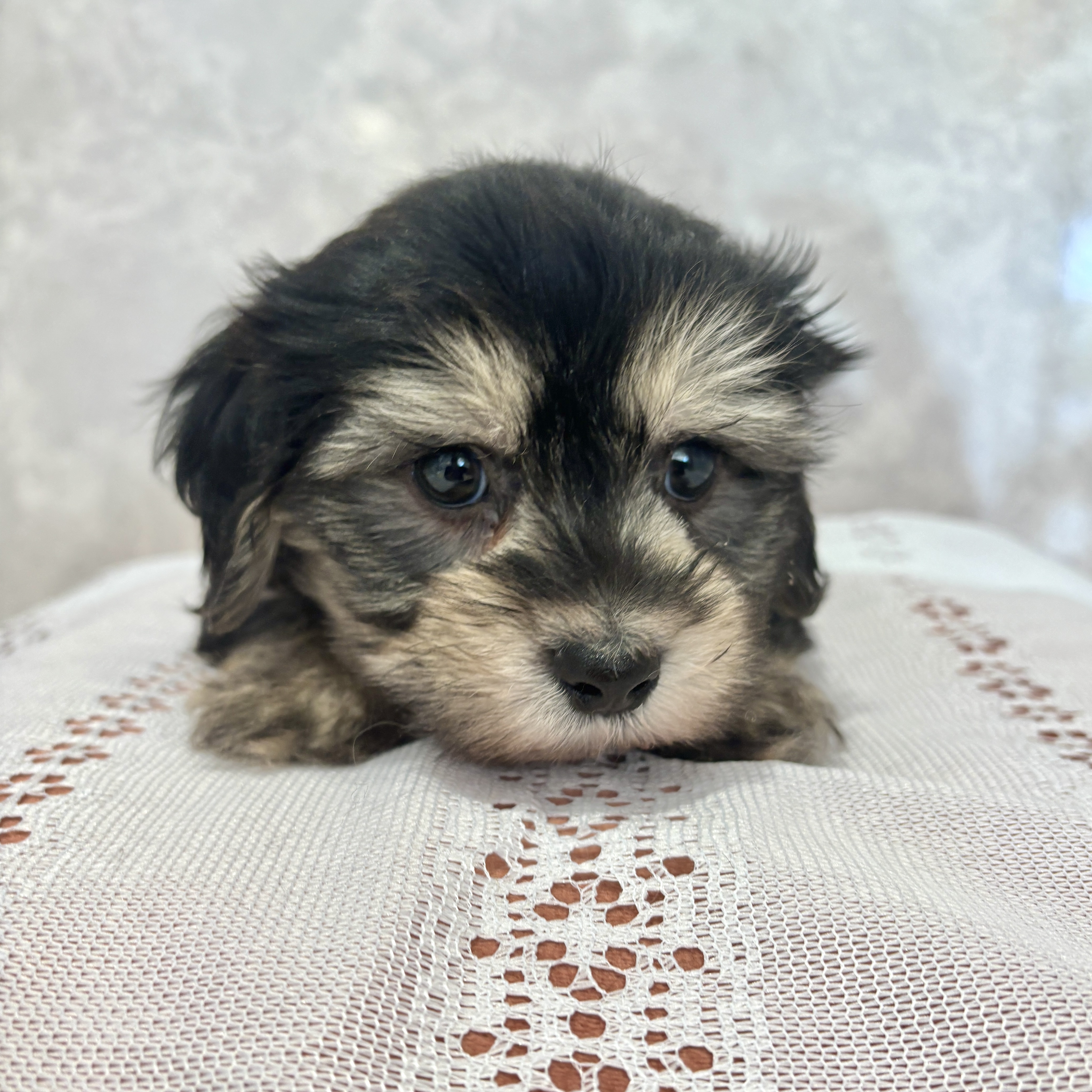 福岡県のマルックス(マルチーズ×ダックス) (犬の家＆猫の里くりえいと宗像店/2025年12月15日生まれ/男の子/ブラックタン)の子犬の1枚目の画像