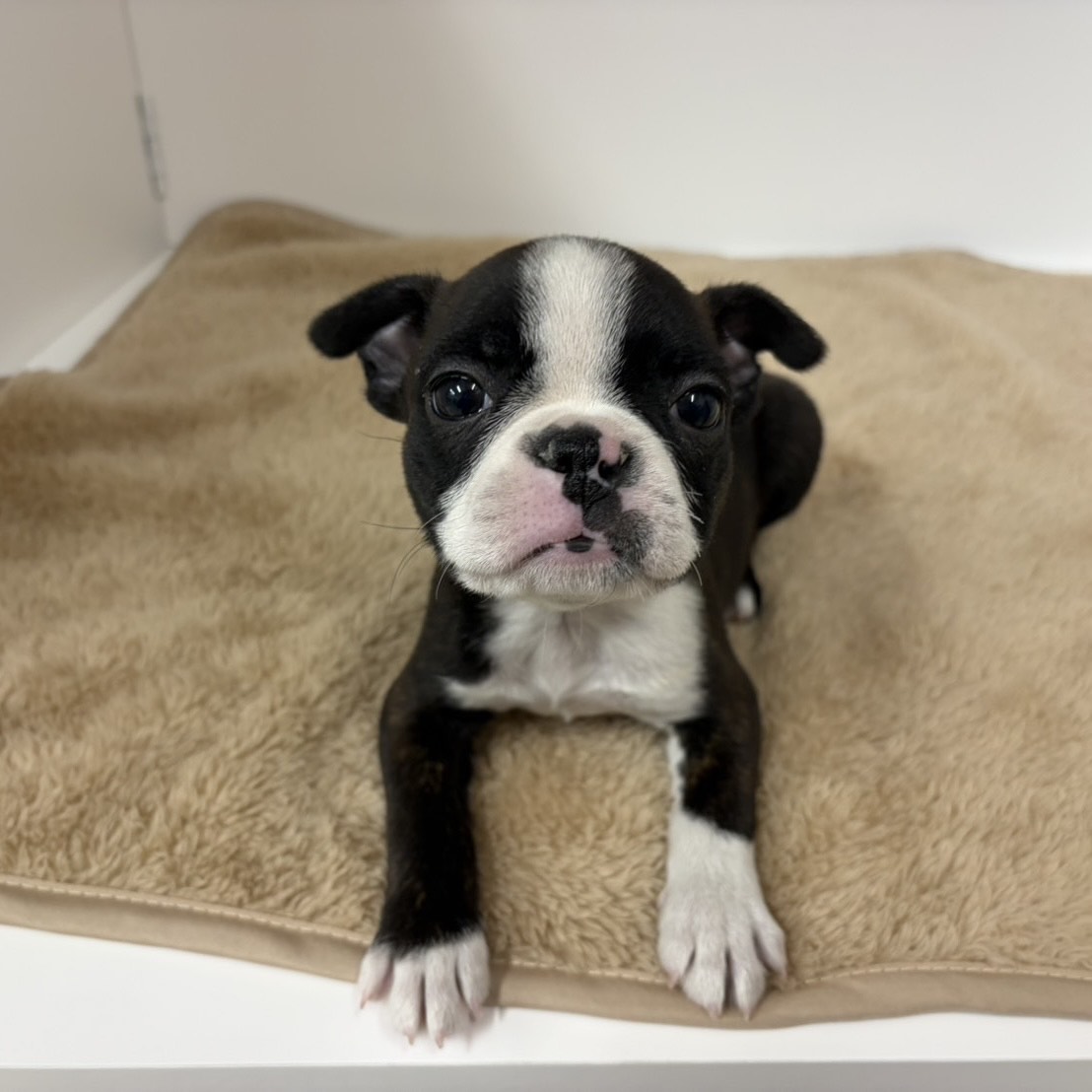 ボストンテリア女の子の写真