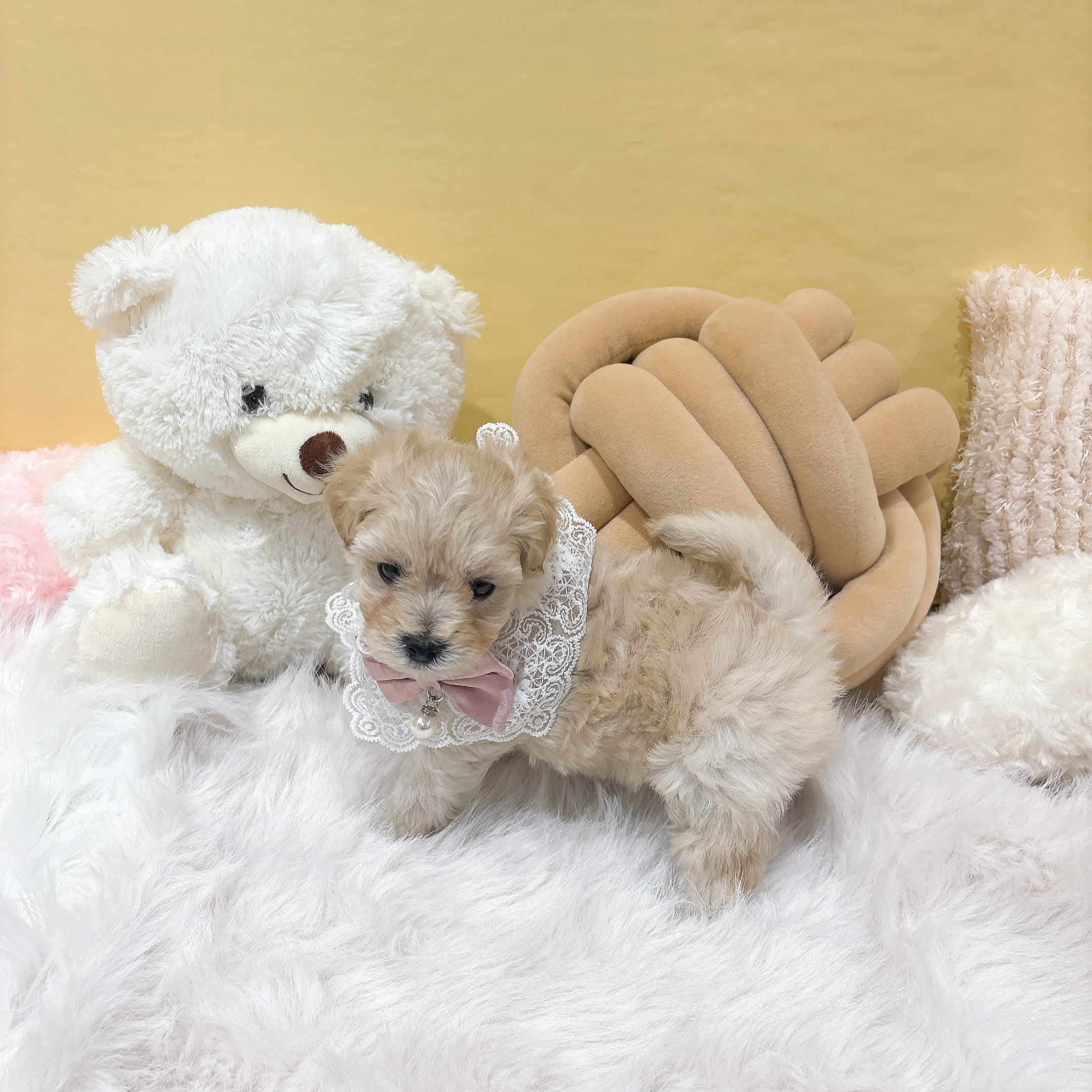 ハーフ犬女の子の写真
