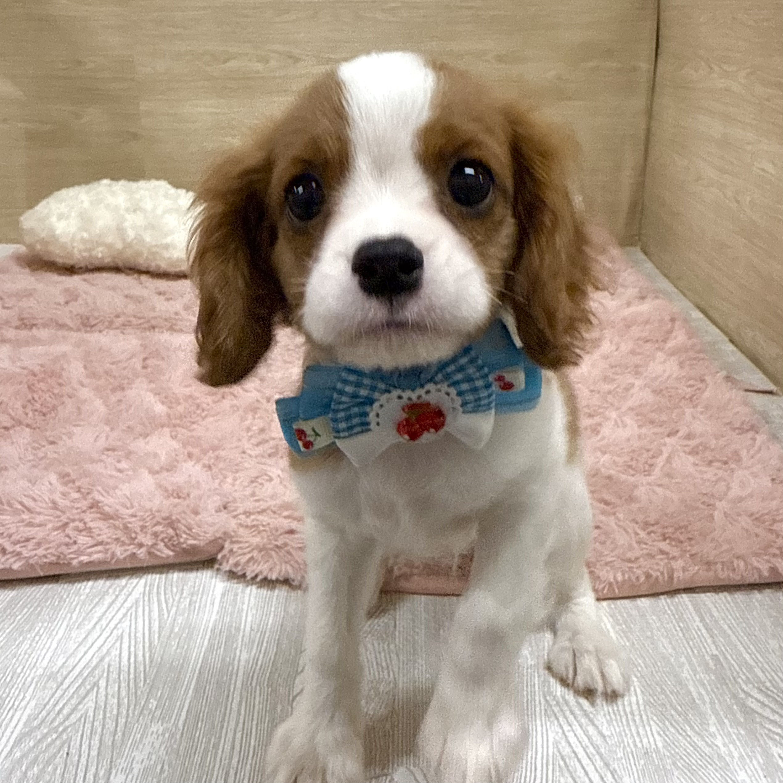 大阪府のキャバリアキングチャールズスパニエル (犬の家＆猫の里そよら東岸和田店/2025年7月14日生まれ/男の子/ブレンハイム)の子犬の1枚目の画像
