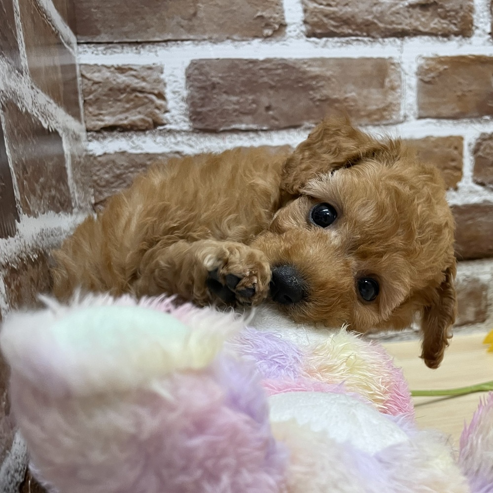 トイプードル男の子の写真