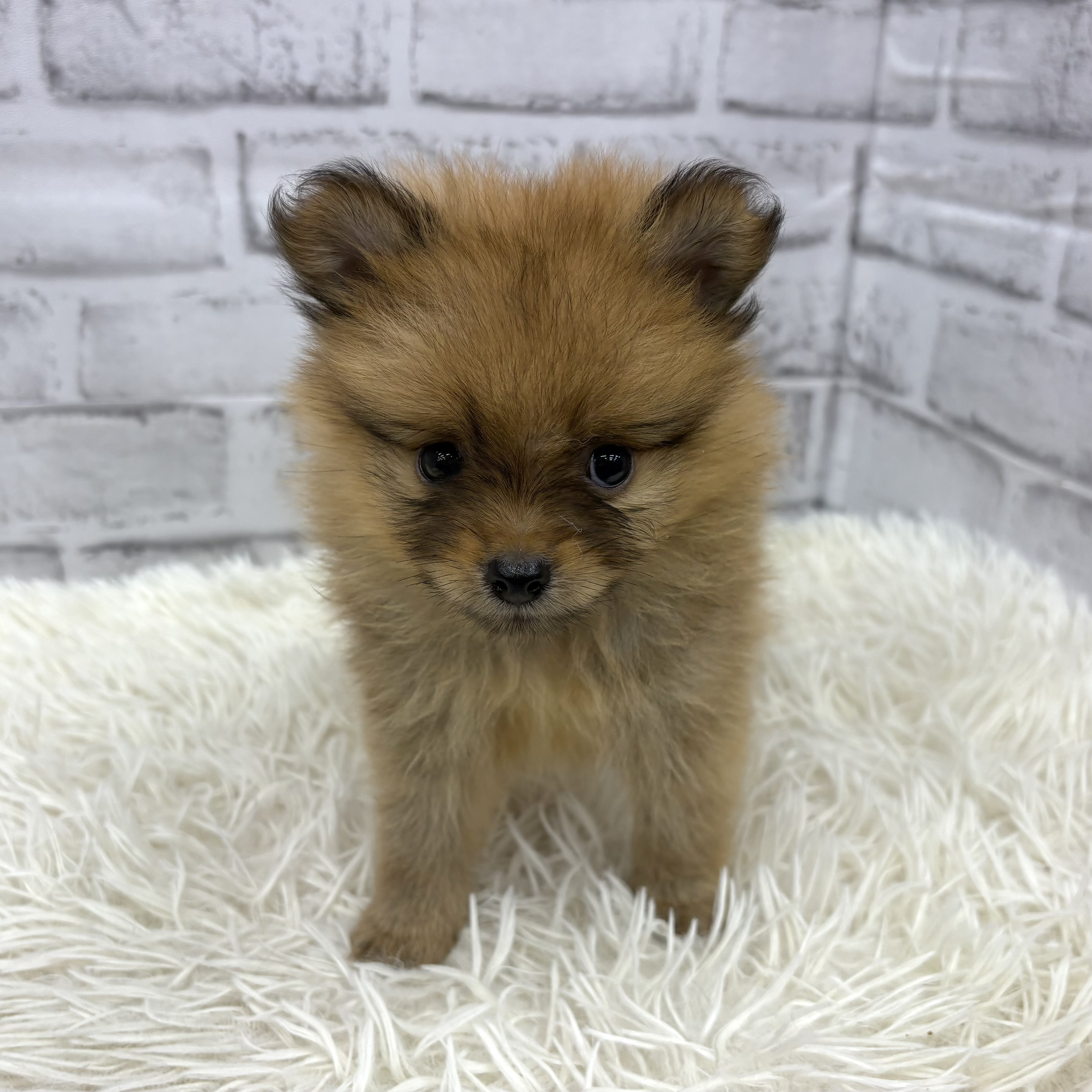 愛知県のポメラニアン (犬の家＆猫の里MEGAドン・キホーテ東海名和店/2026年5月10日生まれ/女の子/オレンジ)の子犬の1枚目の画像