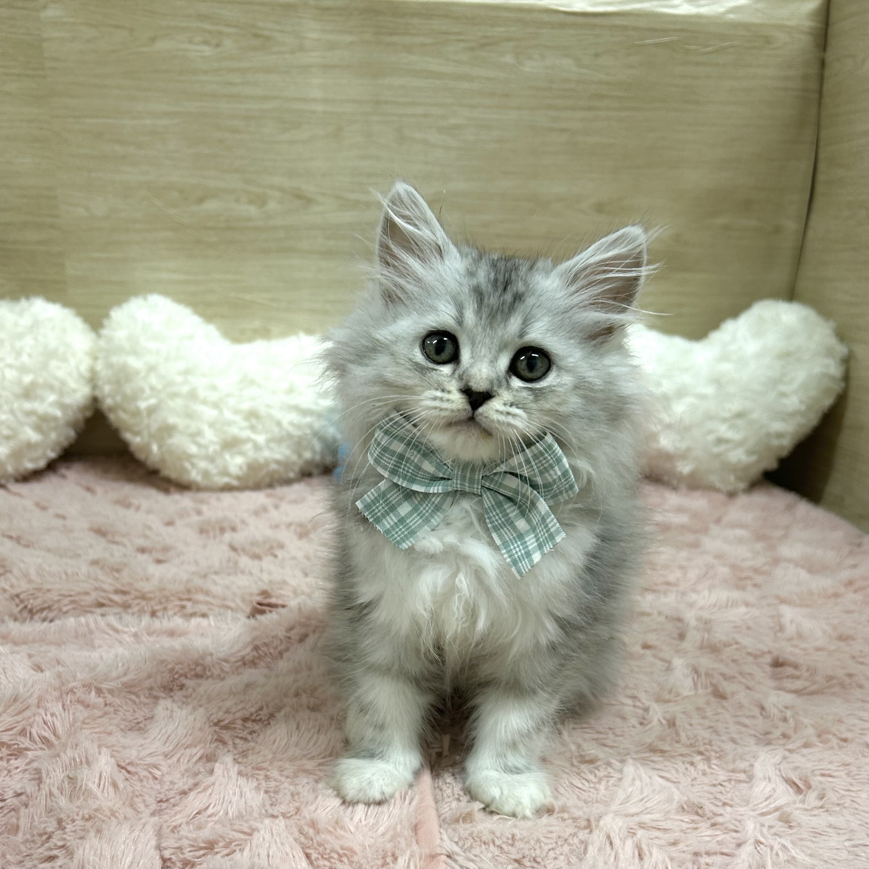 大阪府のラガマフィン (犬の家＆猫の里そよら東岸和田店/2025年7月12日生まれ/女の子/ブルーパッチドタビーホワイト)の子猫の1枚目の画像