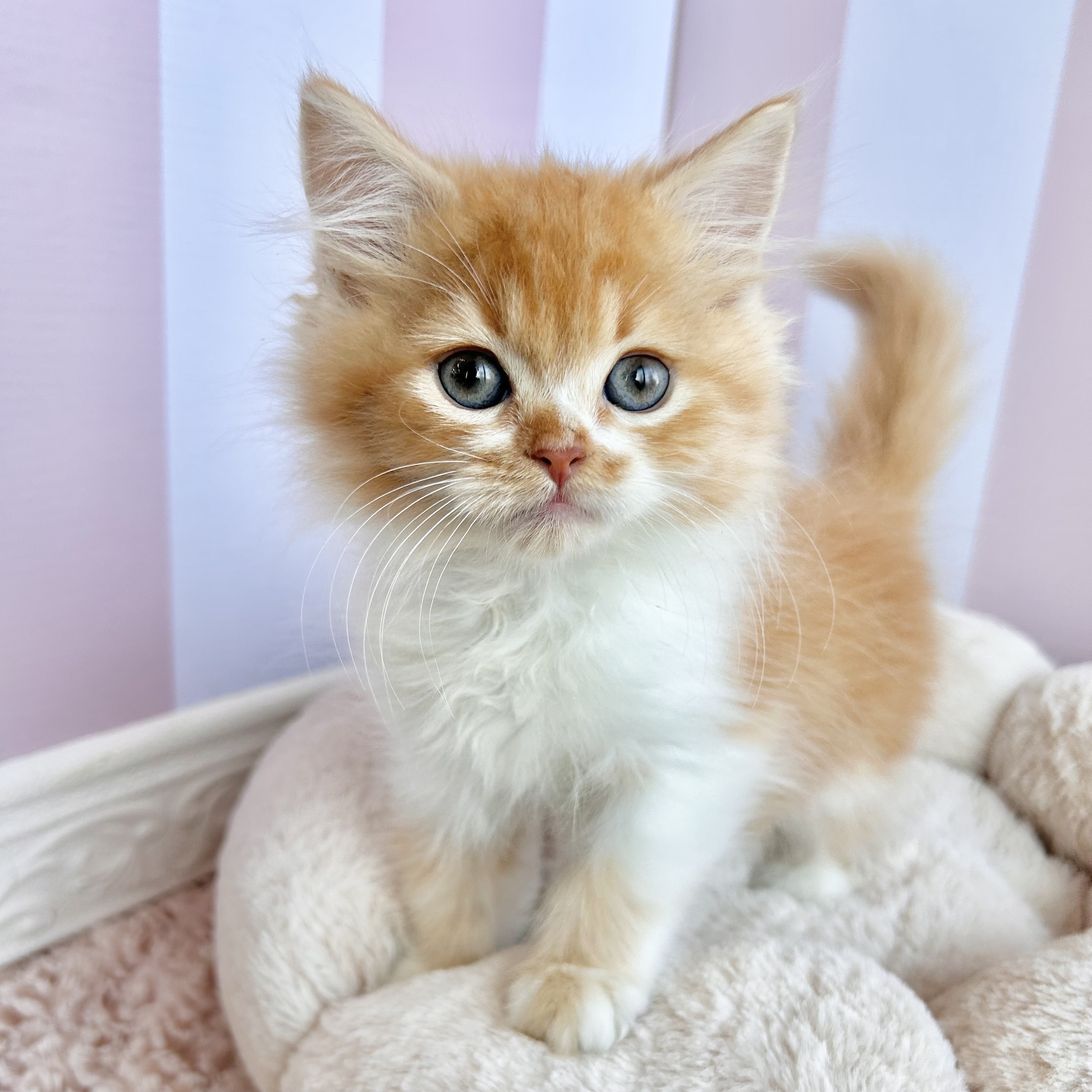 岡山県のスコティッシュフォールド (犬の家＆猫の里倉敷中庄店/2025年9月9日生まれ/男の子/レッドタビーホワイト)の子猫