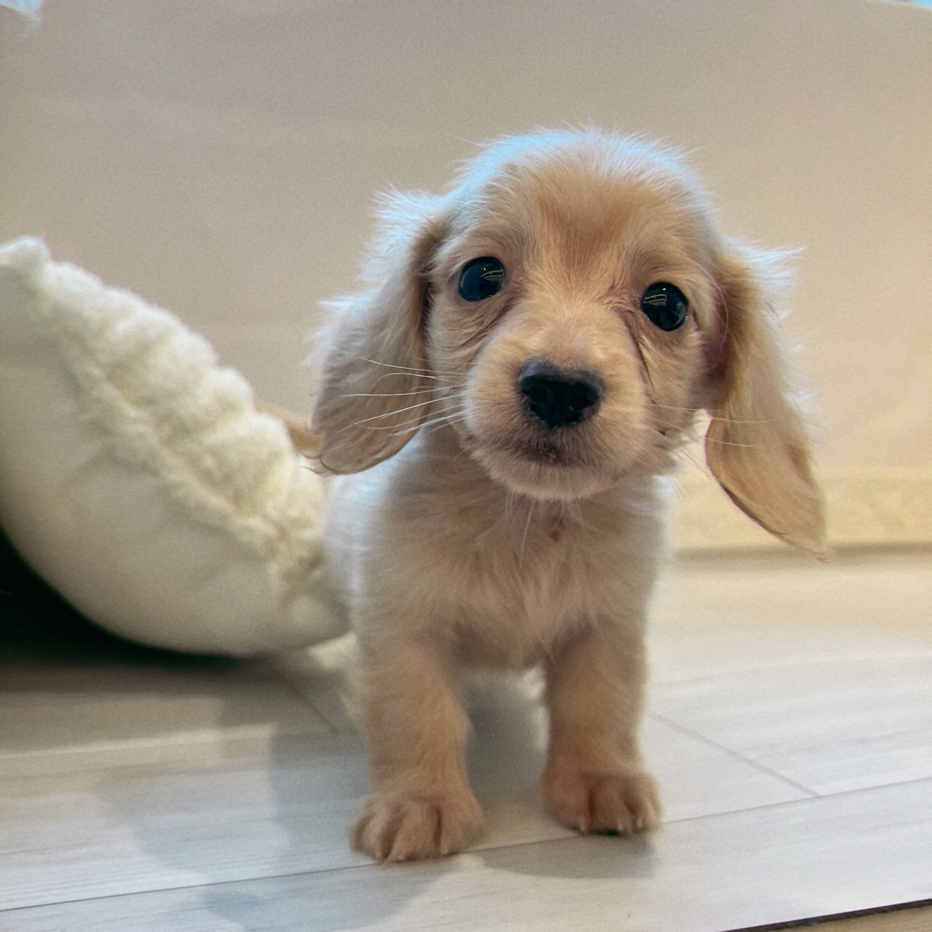 愛知県のカニンヘンダックスフンド(ロング) (犬の家＆猫の里春日井本店/2026年6月14日生まれ/男の子/イエロー)の子犬の1枚目の画像