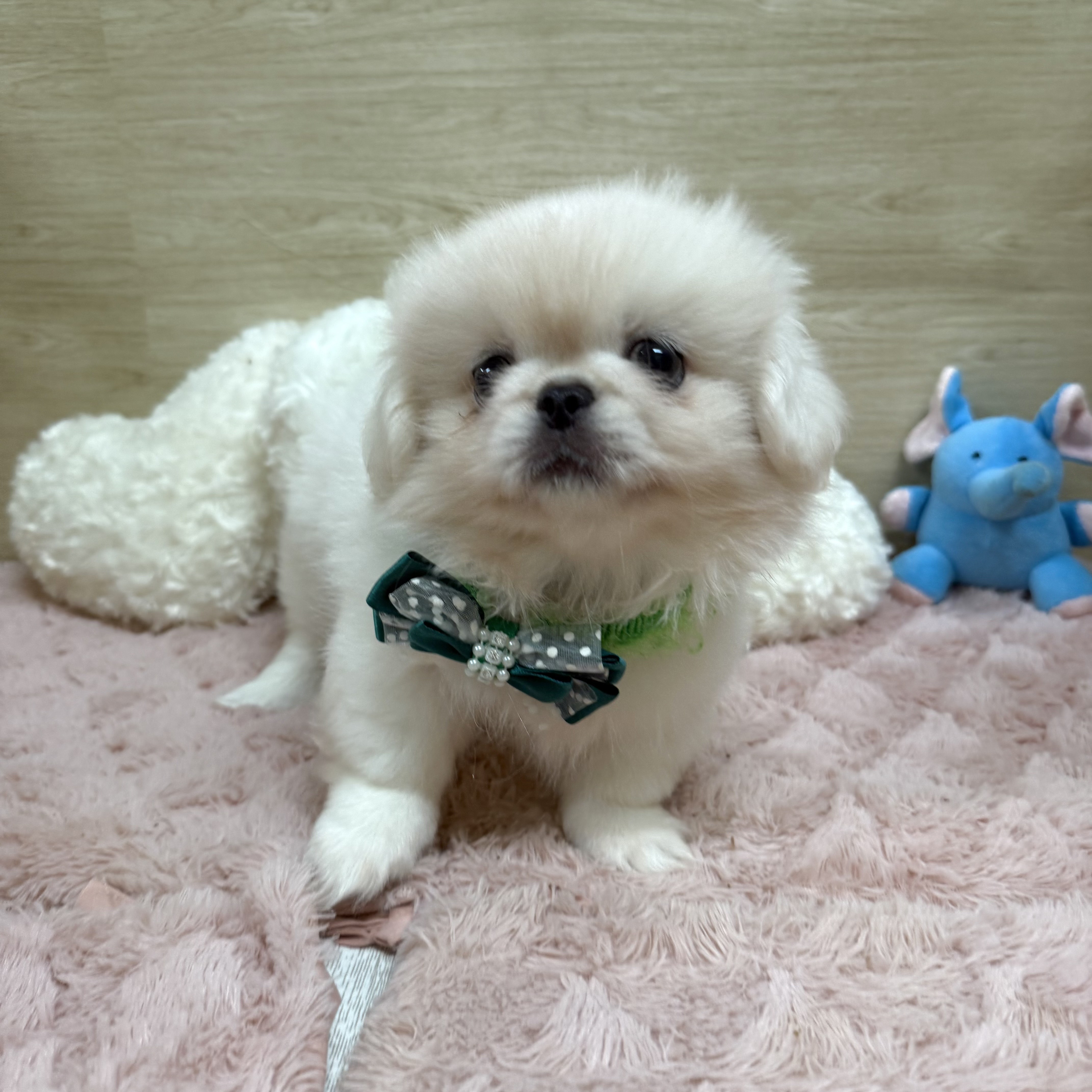 2025年8月22日生まれのペキニーズの5枚目の写真