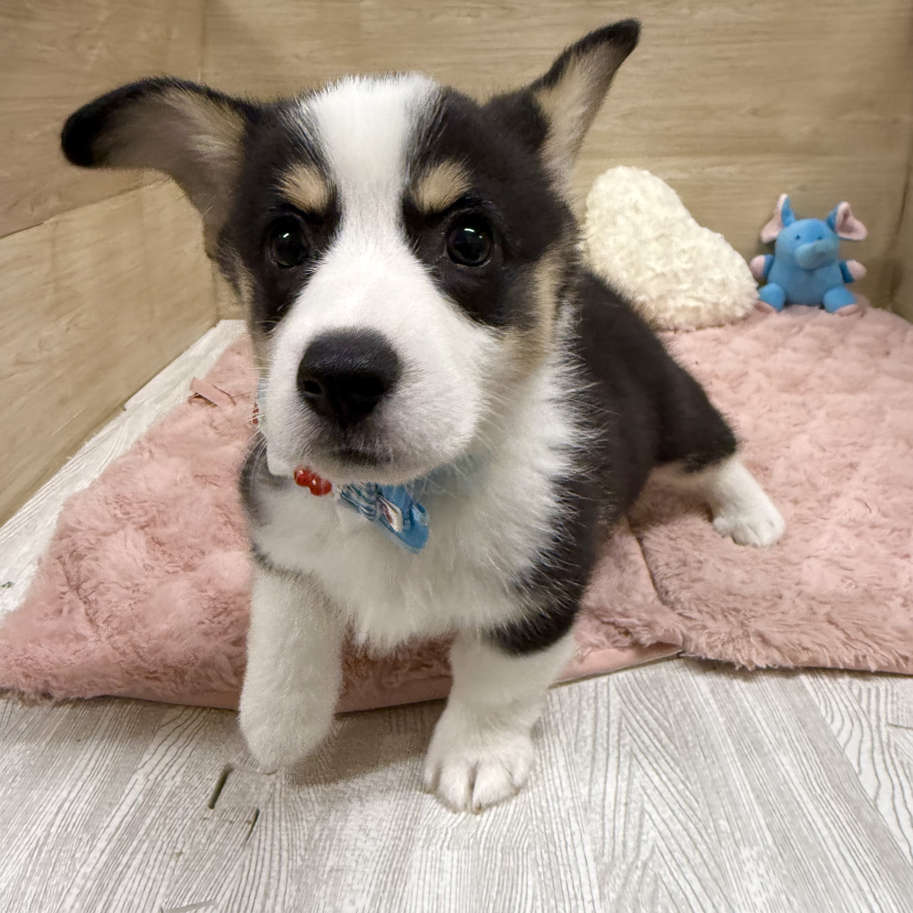 2025年8月26日生まれのウェルシュコーギーペンブロークの5枚目の写真