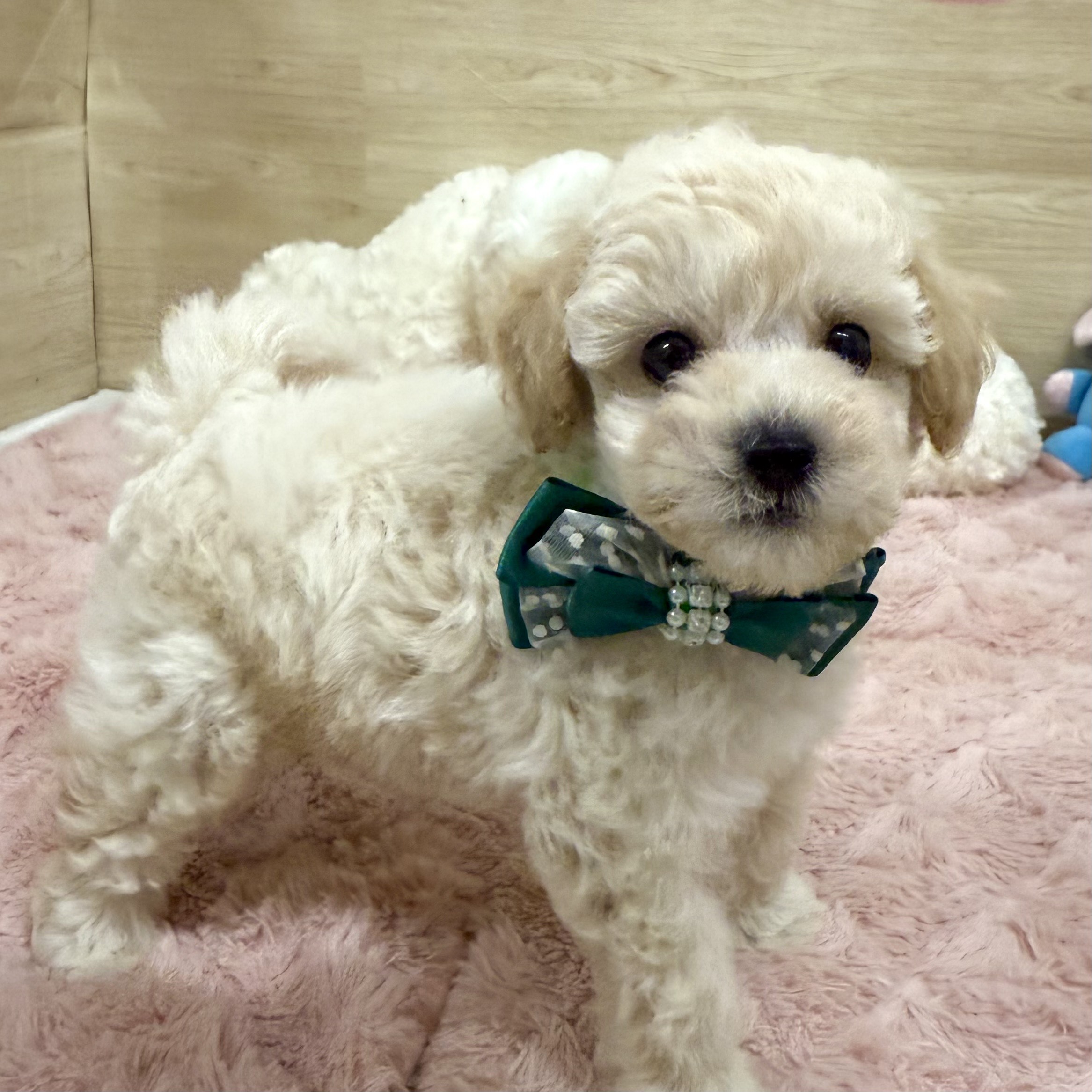 2025年8月27日生まれのビションプー(ビションフリーゼ×プードル)の5枚目の写真