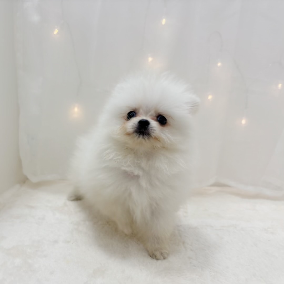 千葉県のポメラニアン (犬の家＆猫の里BIGHOPガーデンモール印西店/2025年7月5日生まれ/男の子/クリーム)の子犬の1枚目の画像