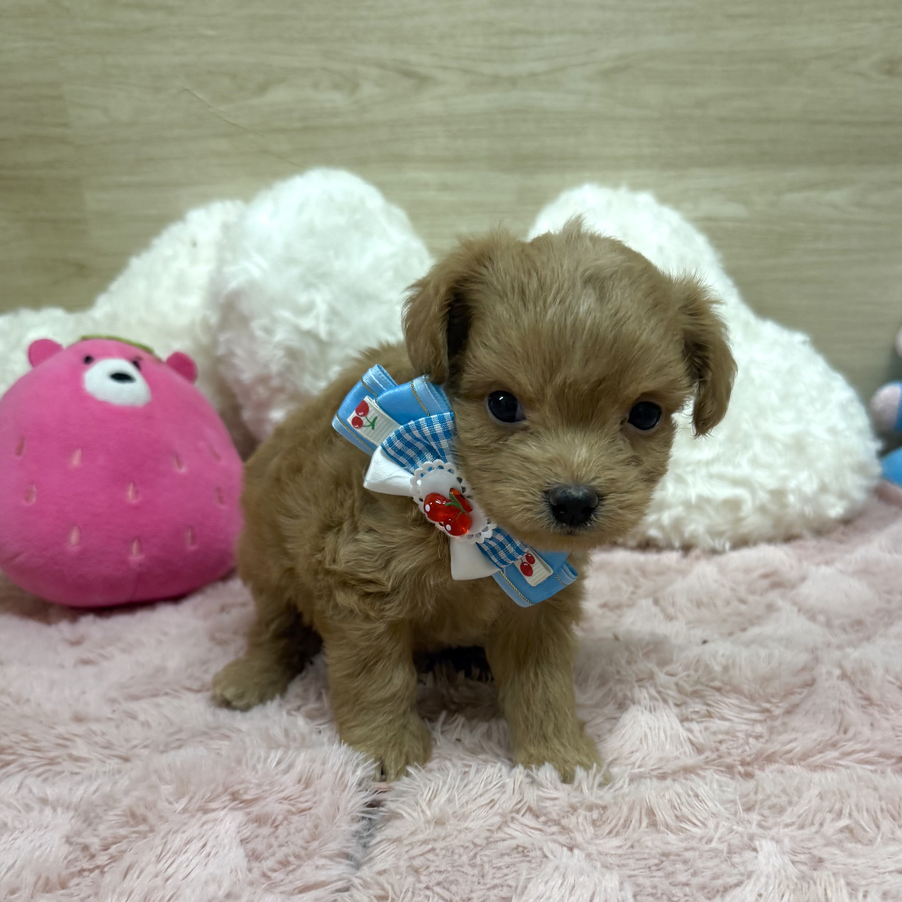 2025年8月28日生まれのチワプー/プーチー(チワワ×プードル)の5枚目の写真