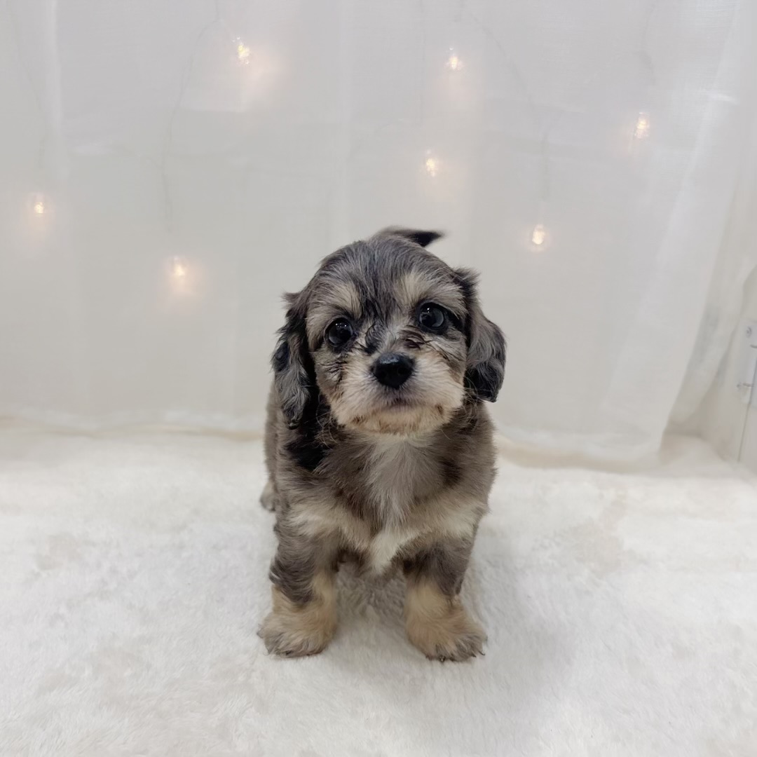 千葉県のハーフ犬・ミックス犬 (犬の家＆猫の里BIGHOPガーデンモール印西店/2025年7月7日生まれ/男の子/シルバーダップル)の子犬の1枚目の画像