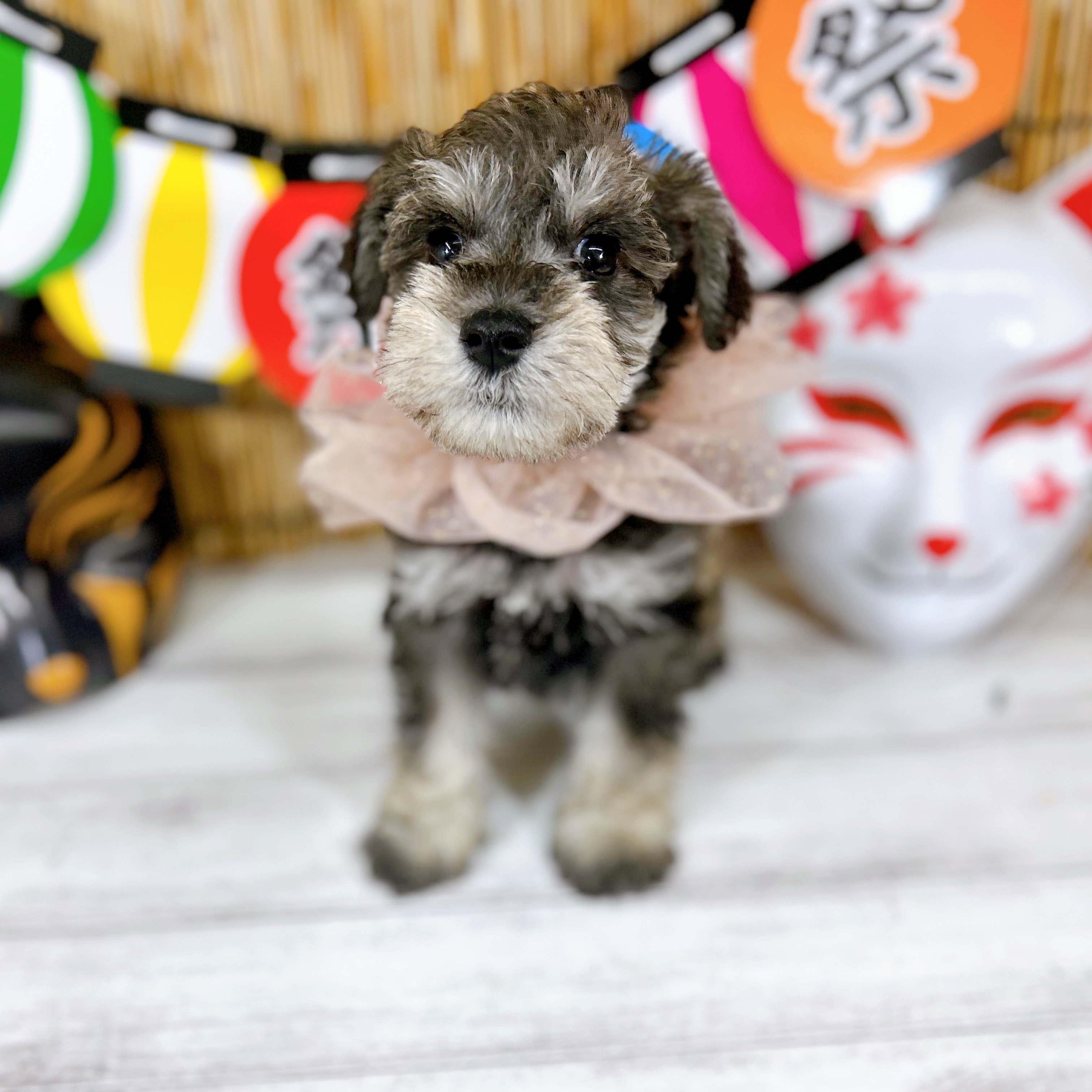 神奈川県のミニチュアシュナウザー (犬の家＆猫の里小田原店/2025年7月6日生まれ/男の子/ソルトペッパー)の子犬の1枚目の画像