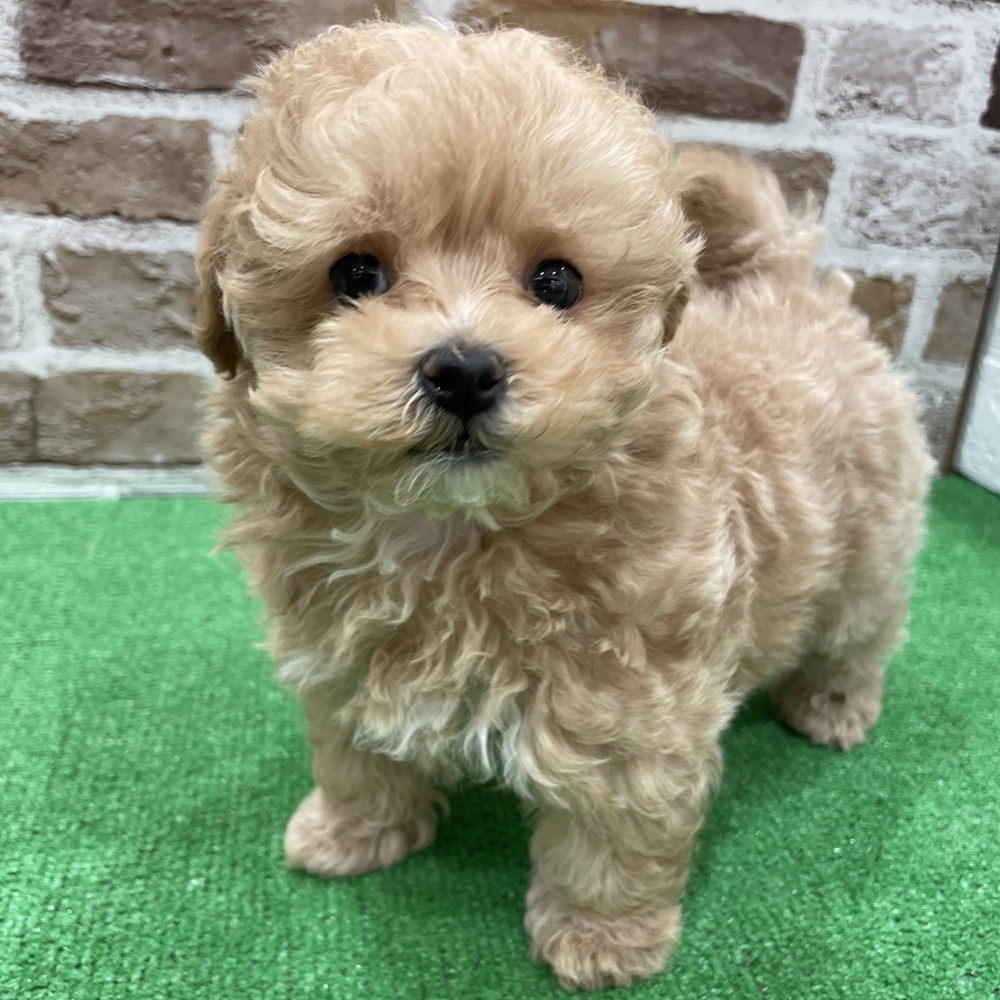 ハーフ犬男の子の写真