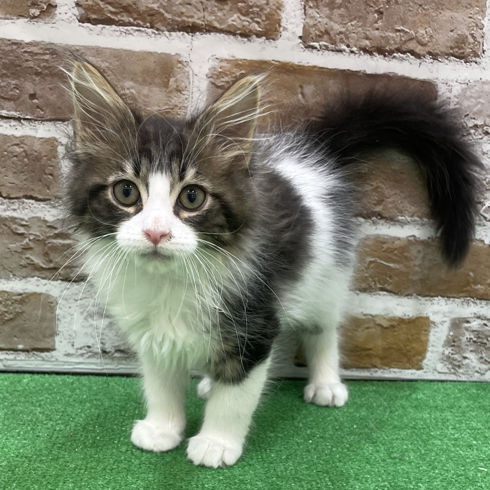 メインクーン男の子の写真