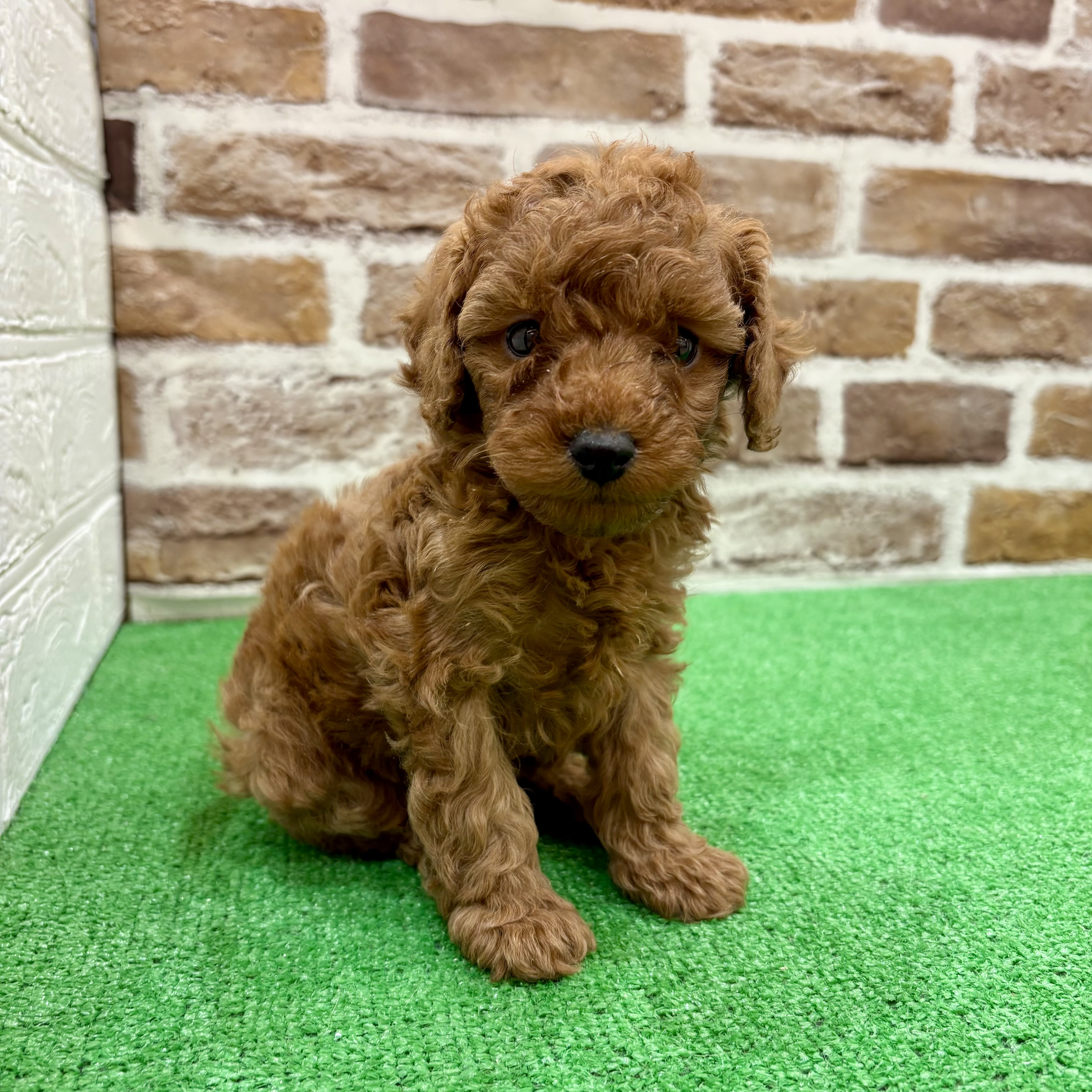 トイプードル女の子の写真