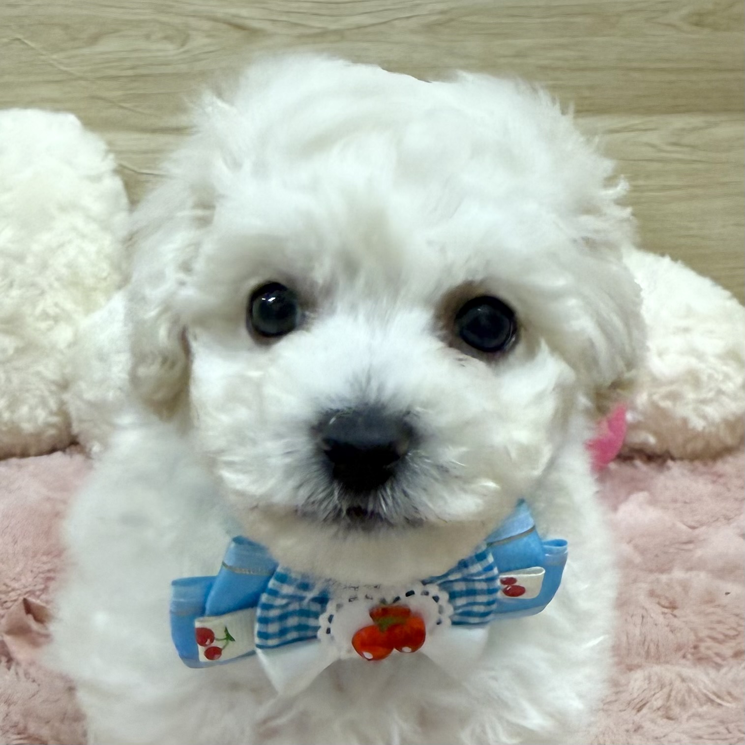 ビションフリーゼ男の子の写真