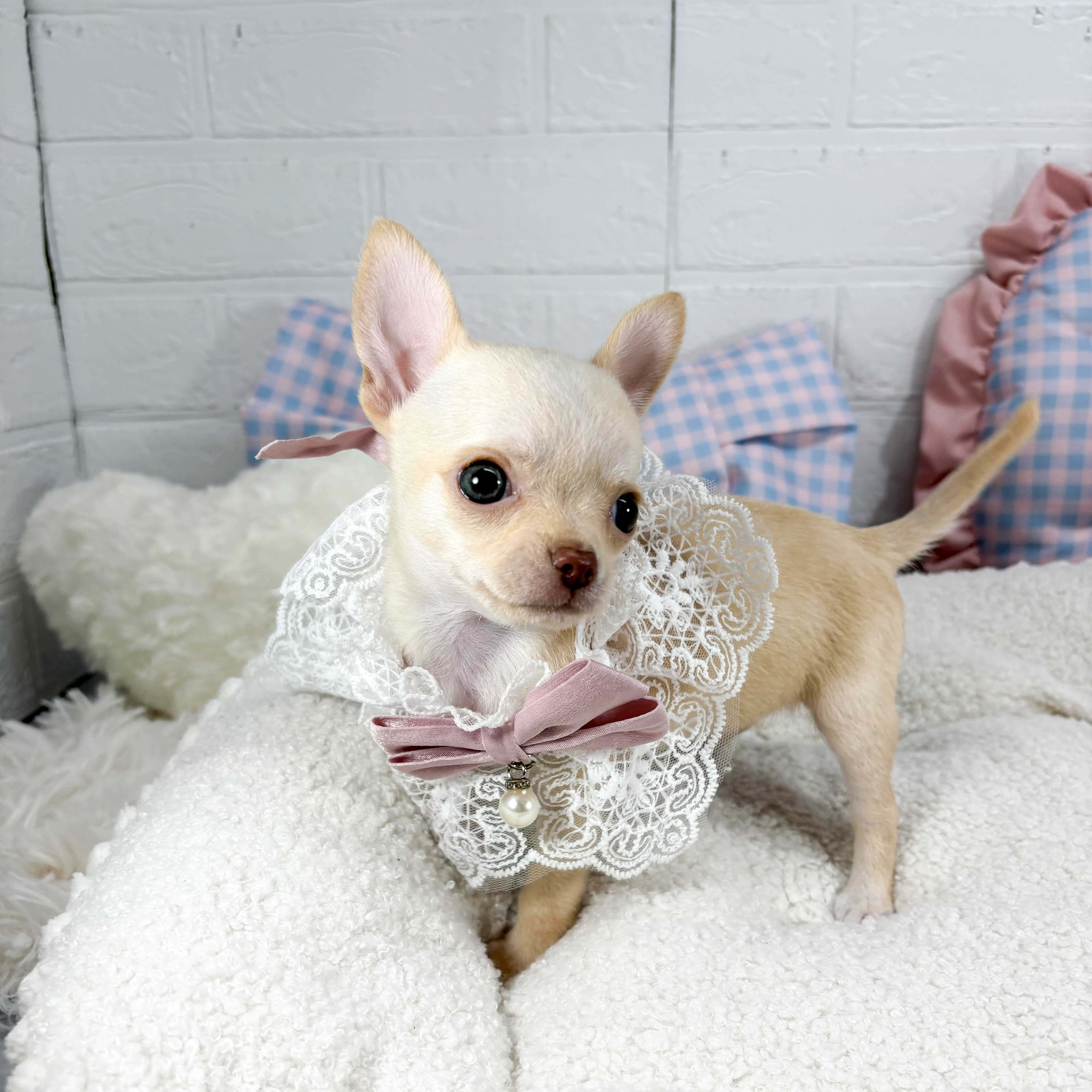 神奈川県のチワワ(スムース) (犬の家＆猫の里元住吉ブレーメン通り店/2025年5月16日生まれ/女の子/クリーム)の子犬の1枚目の画像
