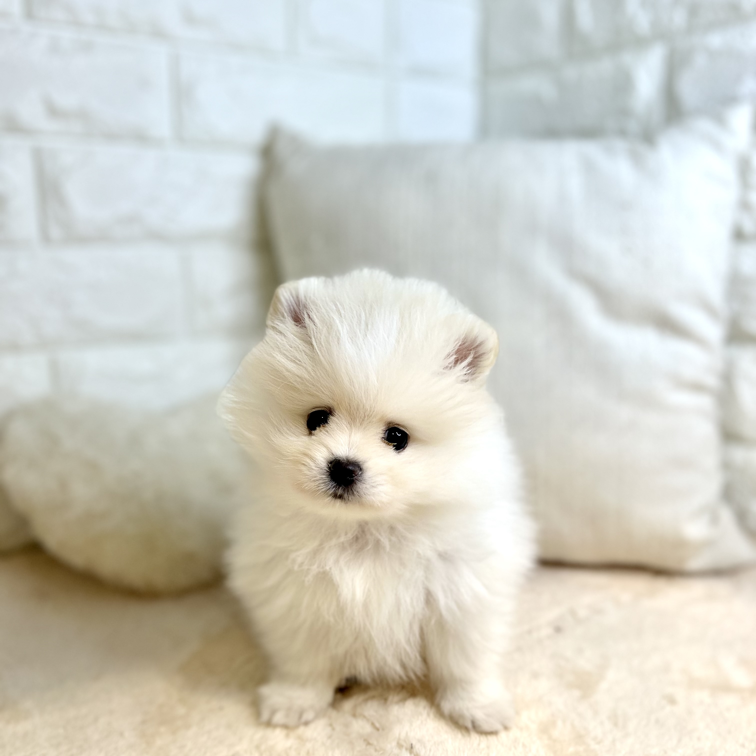 東京都のポメラニアン (犬の家＆猫の里新宿店/2026年1月26日生まれ/男の子/ホワイト)の子犬の1枚目の画像