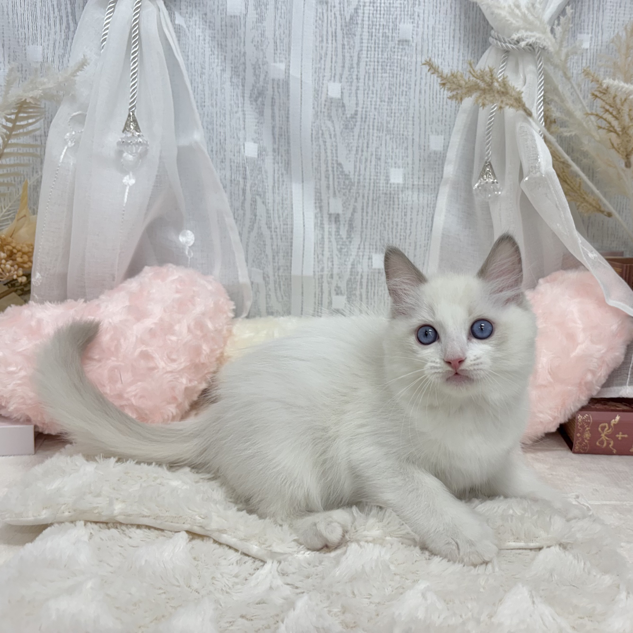神奈川県のラグドール (犬の家＆猫の里相模原店/2025年6月25日生まれ/男の子/ブルーポイントバイカラー)の子猫の1枚目の画像