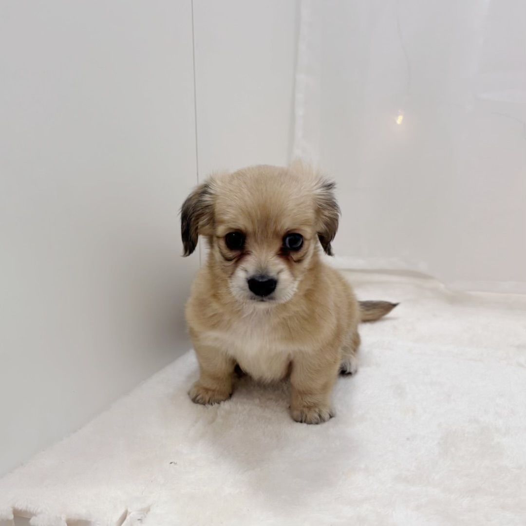 千葉県のチワックス(チワワ×ダックス) (犬の家＆猫の里BIGHOPガーデンモール印西店/2025年8月5日生まれ/女の子/レッド)の子犬の1枚目の画像