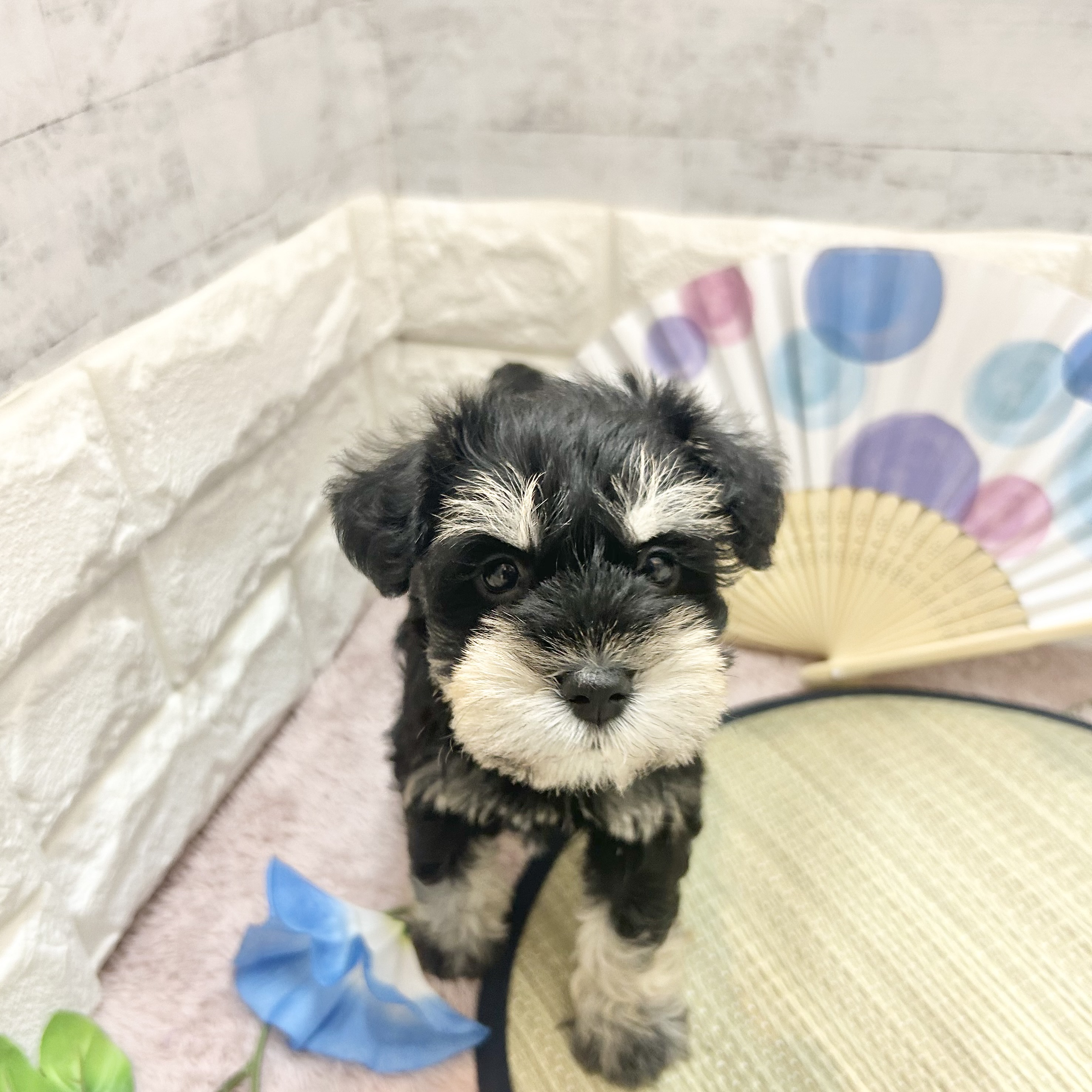 静岡県のミニチュアシュナウザー (犬の家＆猫の里プレ葉ウォーク浜北店/2026年5月19日生まれ/男の子/ブラックシルバー)の子犬の1枚目の画像