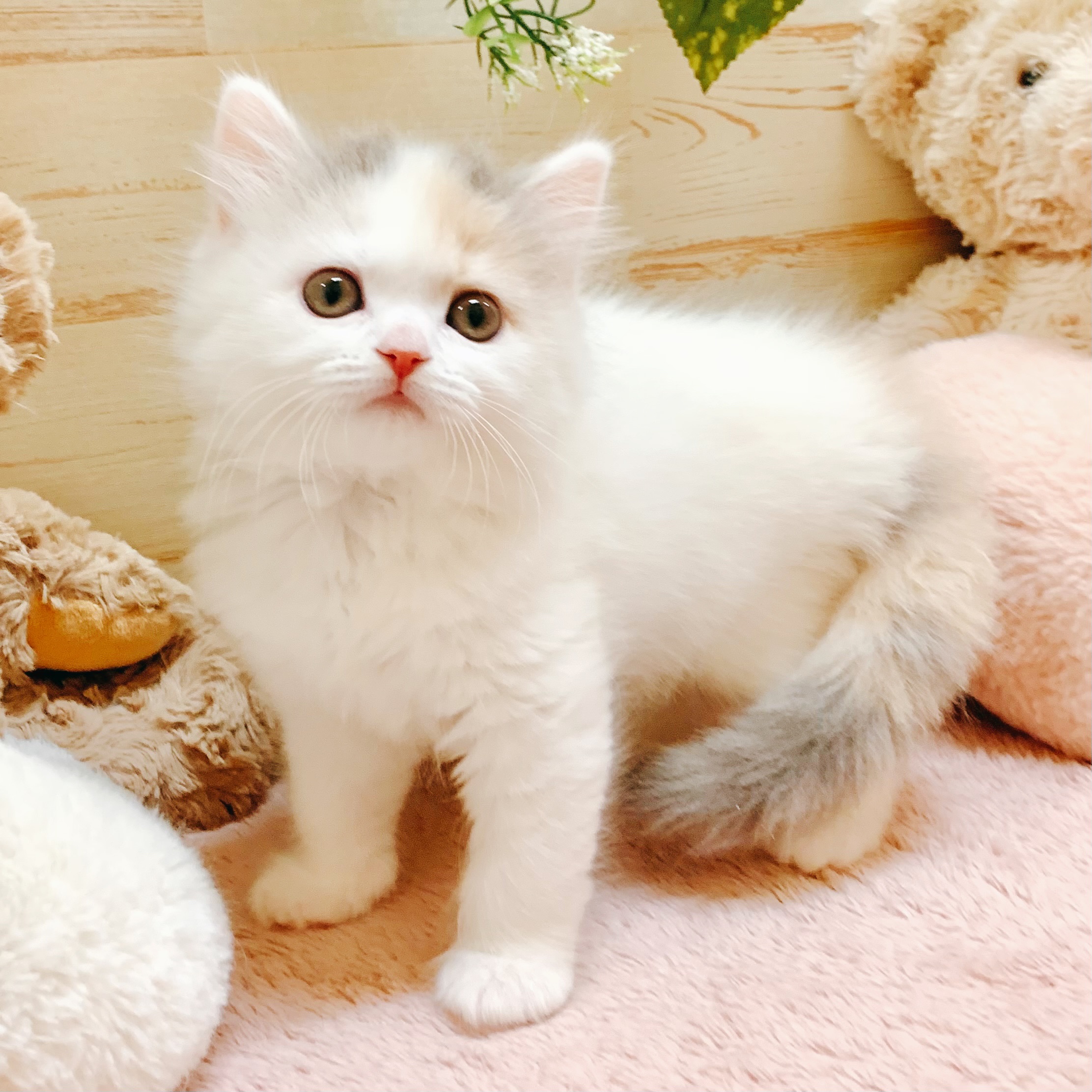 生体画像５