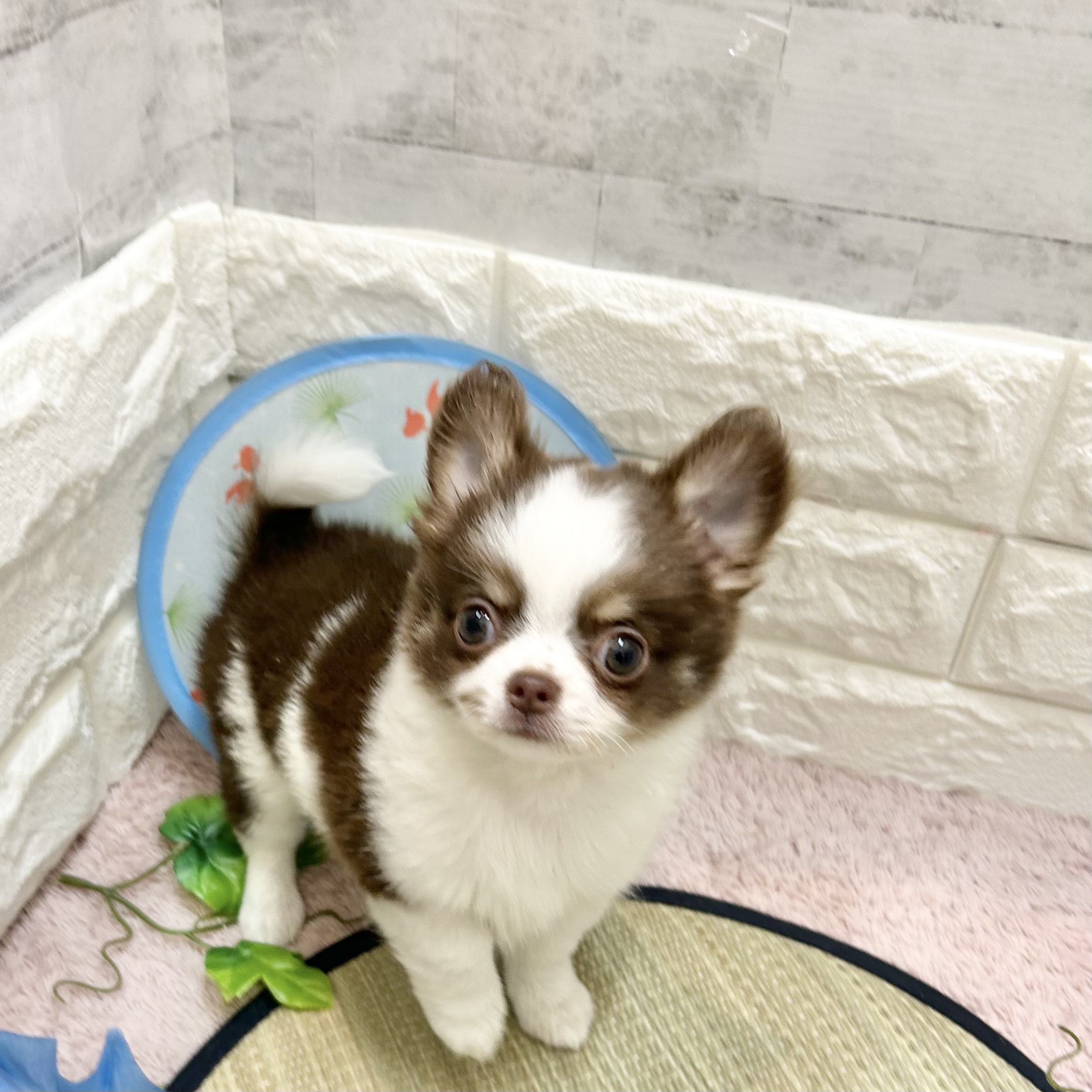 静岡県のチワワ(ロング) (犬の家＆猫の里プレ葉ウォーク浜北店/2026年5月15日生まれ/男の子/ホワイトチョコレートタン)の子犬の1枚目の画像