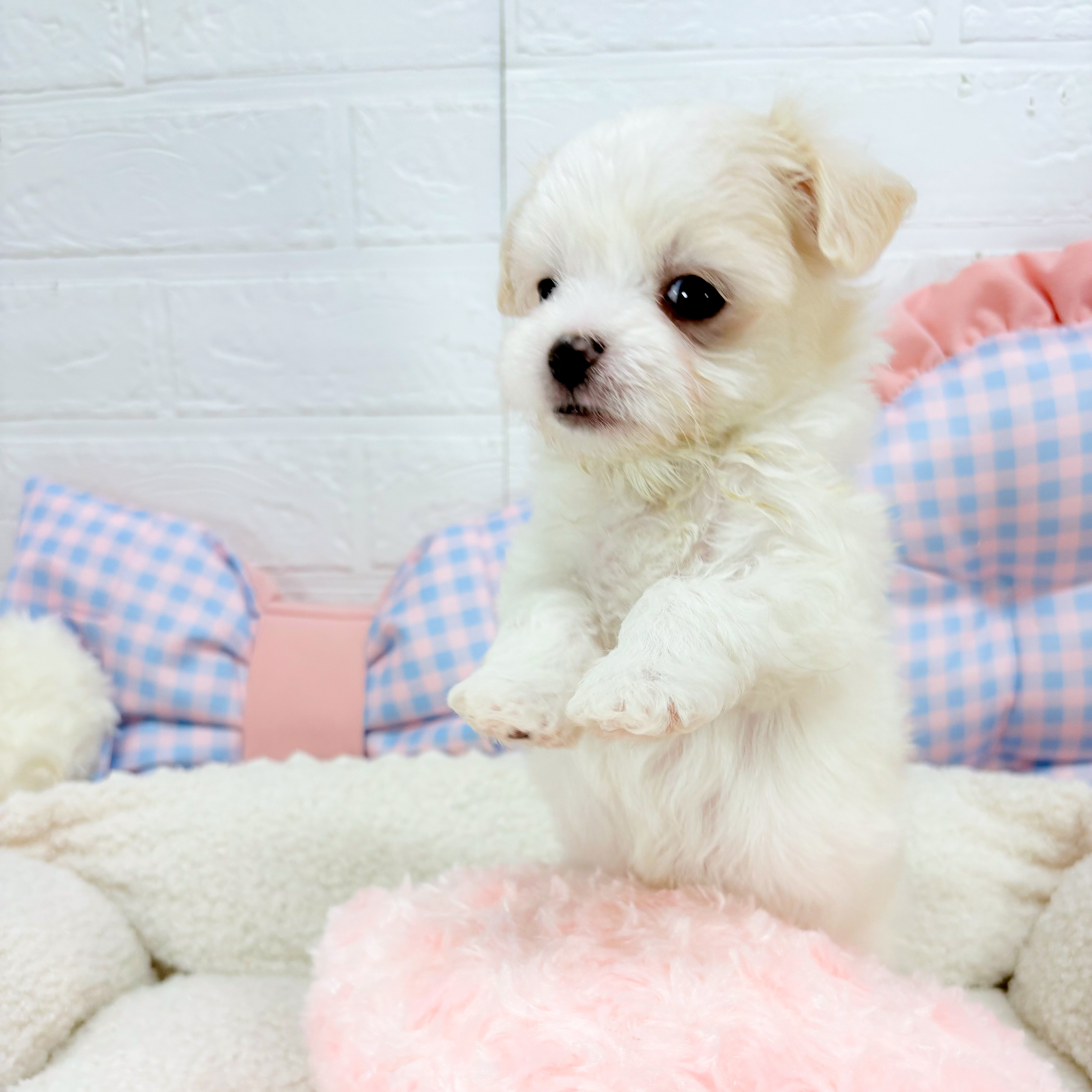 2025年6月1日生まれのチワマル/マルチワ(チワワ×マルチーズ)の5枚目の写真