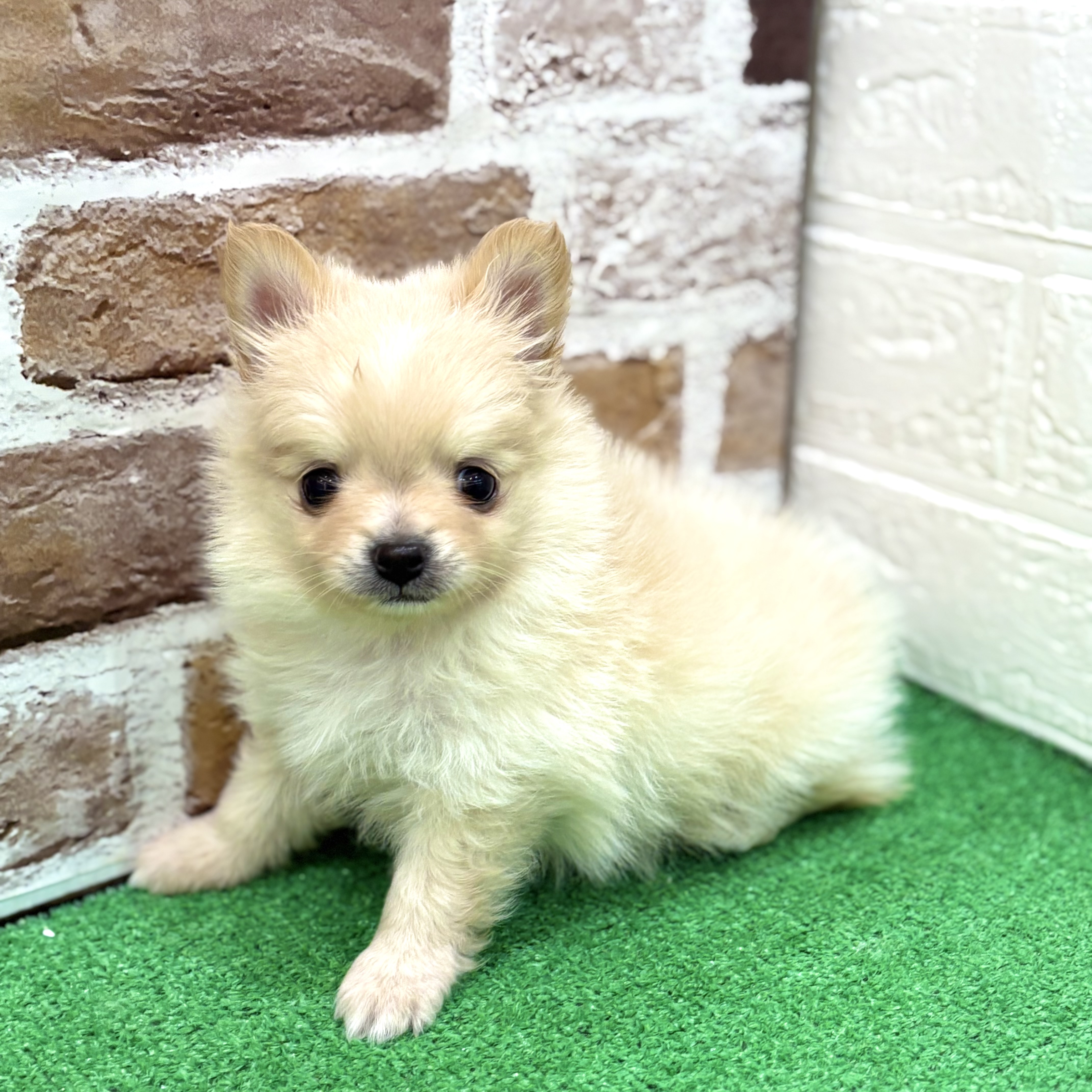 三重県のポメチワ/チワポメ/ポメチー(ポメラニアン×チワワ) (犬の家＆猫の里三重桑名店/2025年12月27日生まれ/男の子/クリーム)の子犬の1枚目の画像