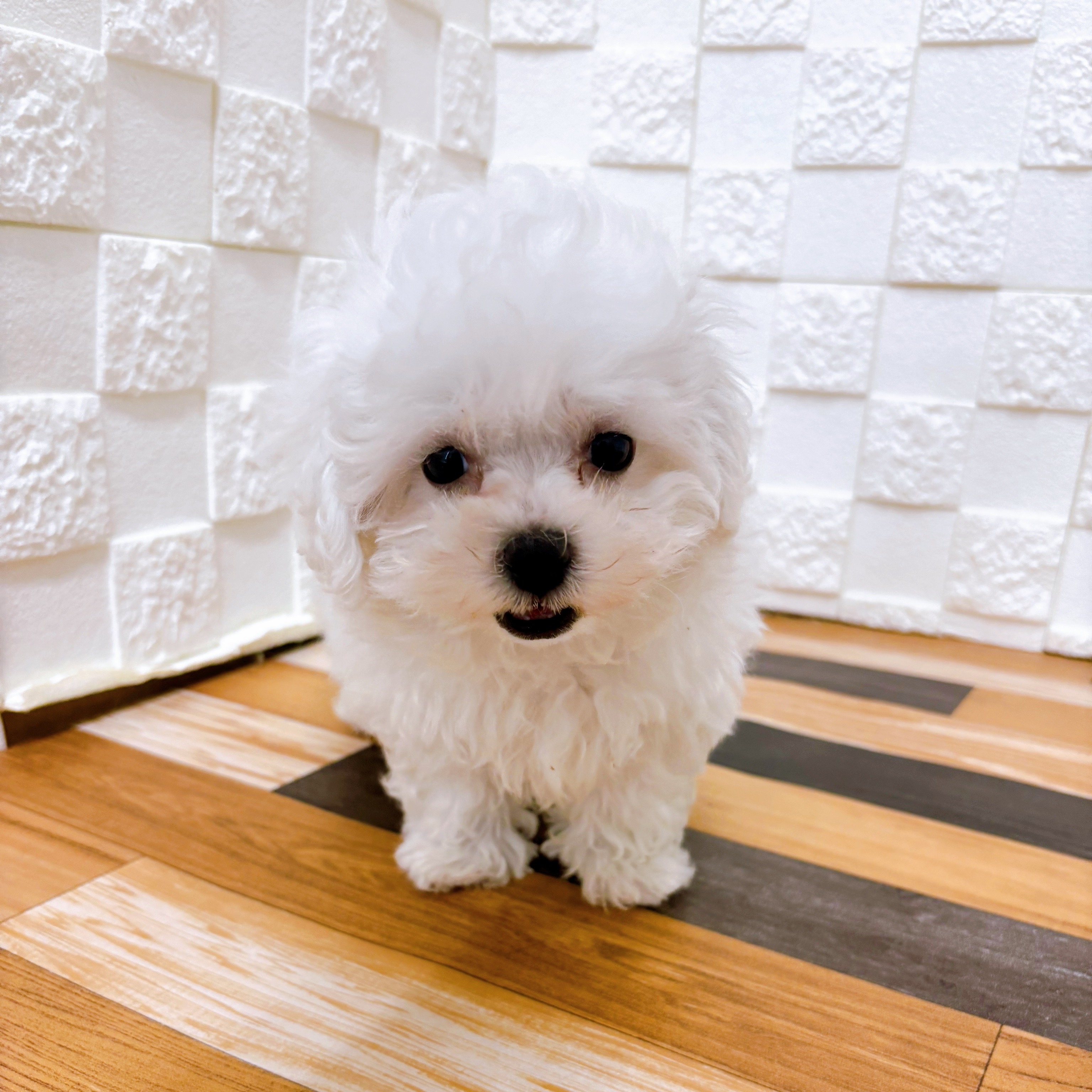 兵庫県のハーフ犬・ミックス犬 (犬の家＆猫の里尼崎店/2025年5月24日生まれ/男の子/ホワイト)の子犬の1枚目の画像