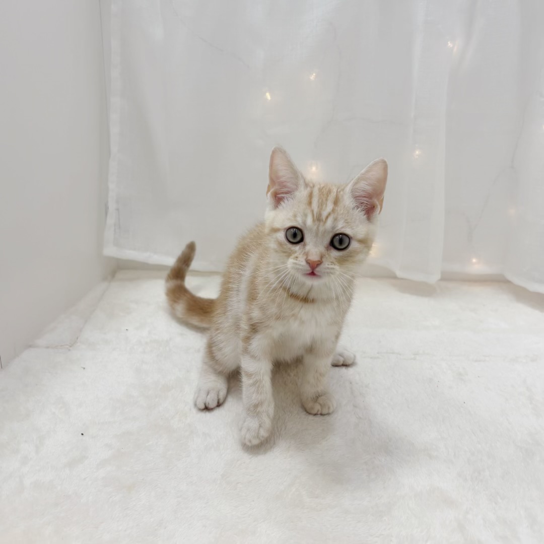 千葉県のアメリカンショートヘアー (犬の家＆猫の里BIGHOPガーデンモール印西店/2025年8月8日生まれ/男の子/カメオタビー)の子猫の1枚目の画像