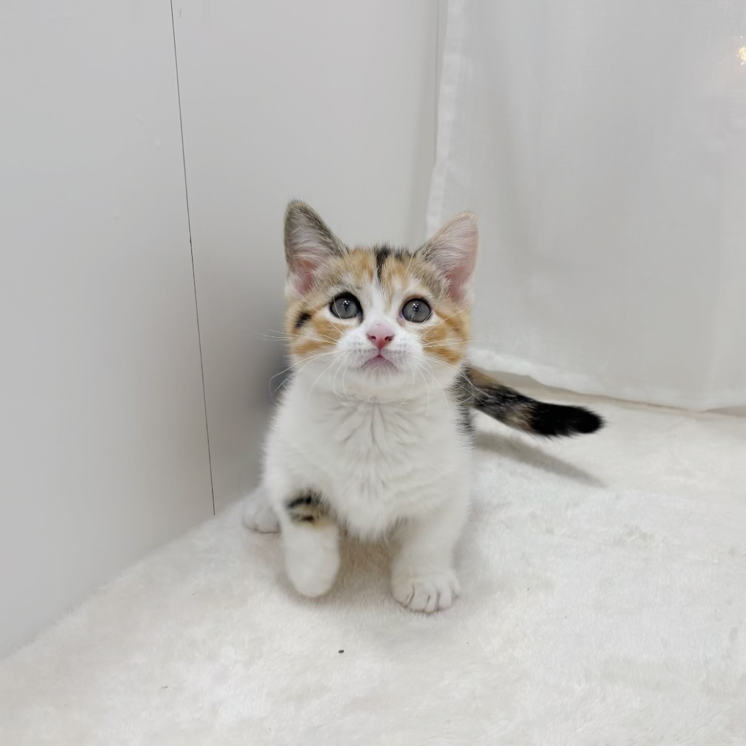 千葉県のマンチカン (犬の家＆猫の里BIGHOPガーデンモール印西店/2025年8月11日生まれ/女の子/ブラウンパッチドタビーホワイト)の子猫の1枚目の画像