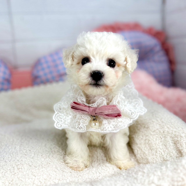 神奈川県のビションフリーゼ (犬の家＆猫の里元住吉ブレーメン通り店/2025年5月27日生まれ/女の子/ホワイト)の子犬の1枚目の画像