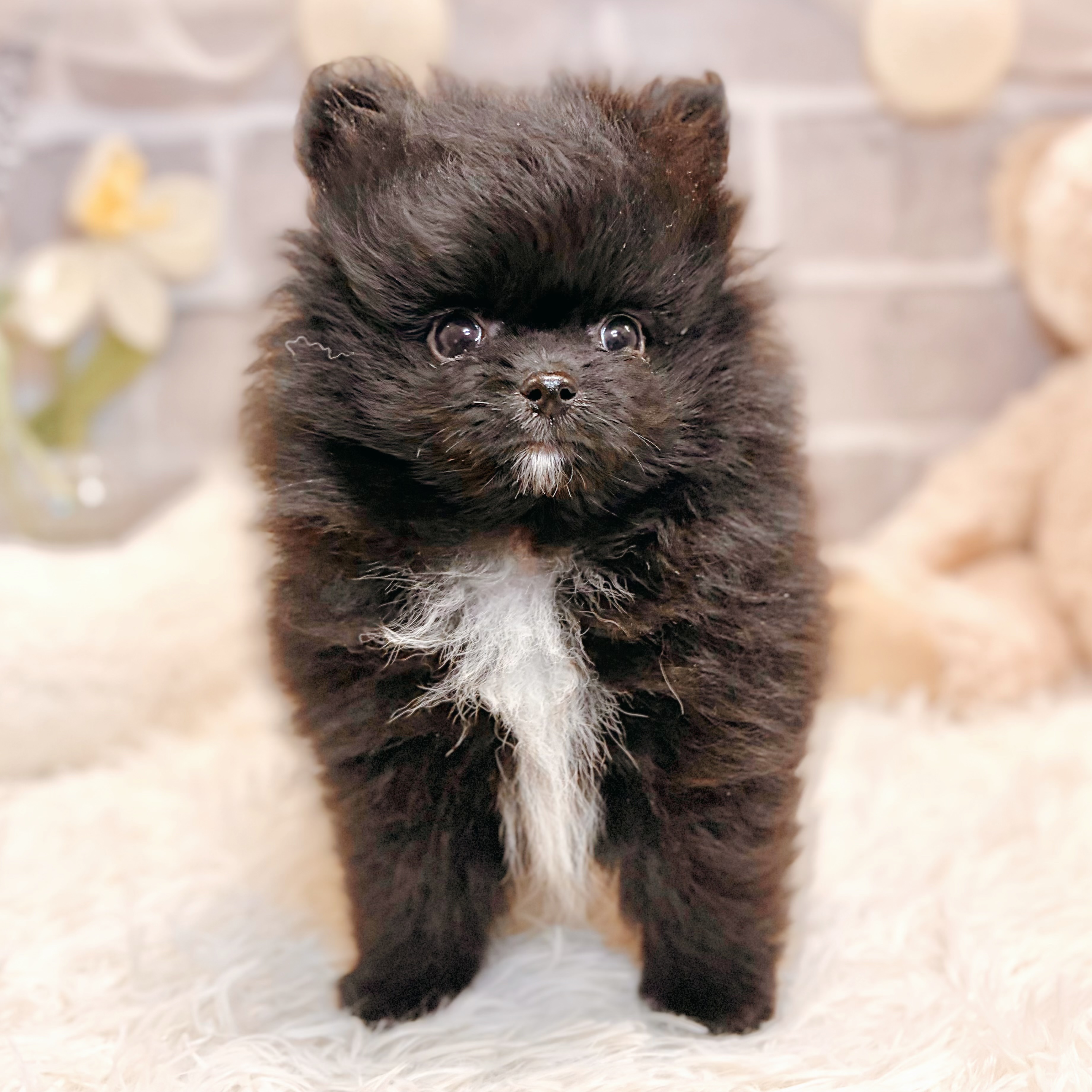 兵庫県のポメラニアン (犬の家＆猫の里神戸店/2026年3月7日生まれ/男の子/ブラック)の子犬の1枚目の画像