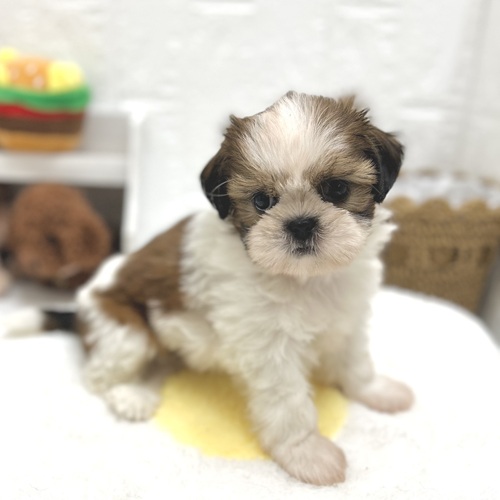 愛知県のシーズー (犬の家＆猫の里豊川インター店/2026年7月26日生まれ/女の子/ゴールドホワイト)の子犬の1枚目の画像