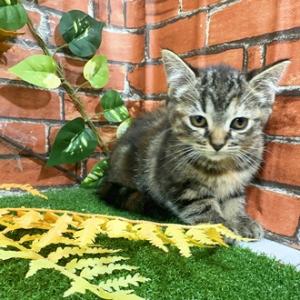 神奈川県のマンチカン (犬の家＆猫の里小田原店/2025年9月23日生まれ/女の子/ブラウンパッチドタビー)の子猫の1枚目の画像