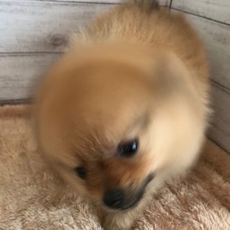 ペット画像5