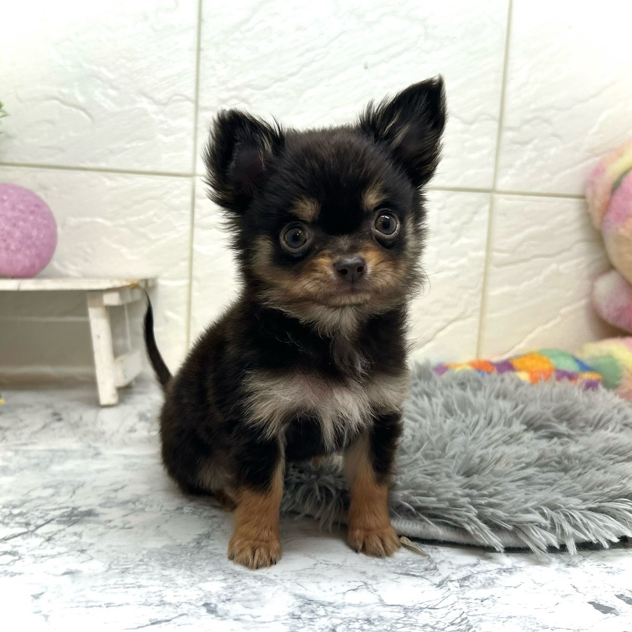 兵庫県のチワワ(ロング) (犬の家＆猫の里ゆめタウン姫路店/2025年10月14日生まれ/男の子/チョコレートタン)の子犬の1枚目の画像