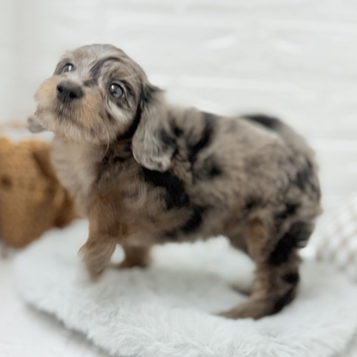 2025年7月19日生まれのダップー(ダックス×プードル)の5枚目の写真