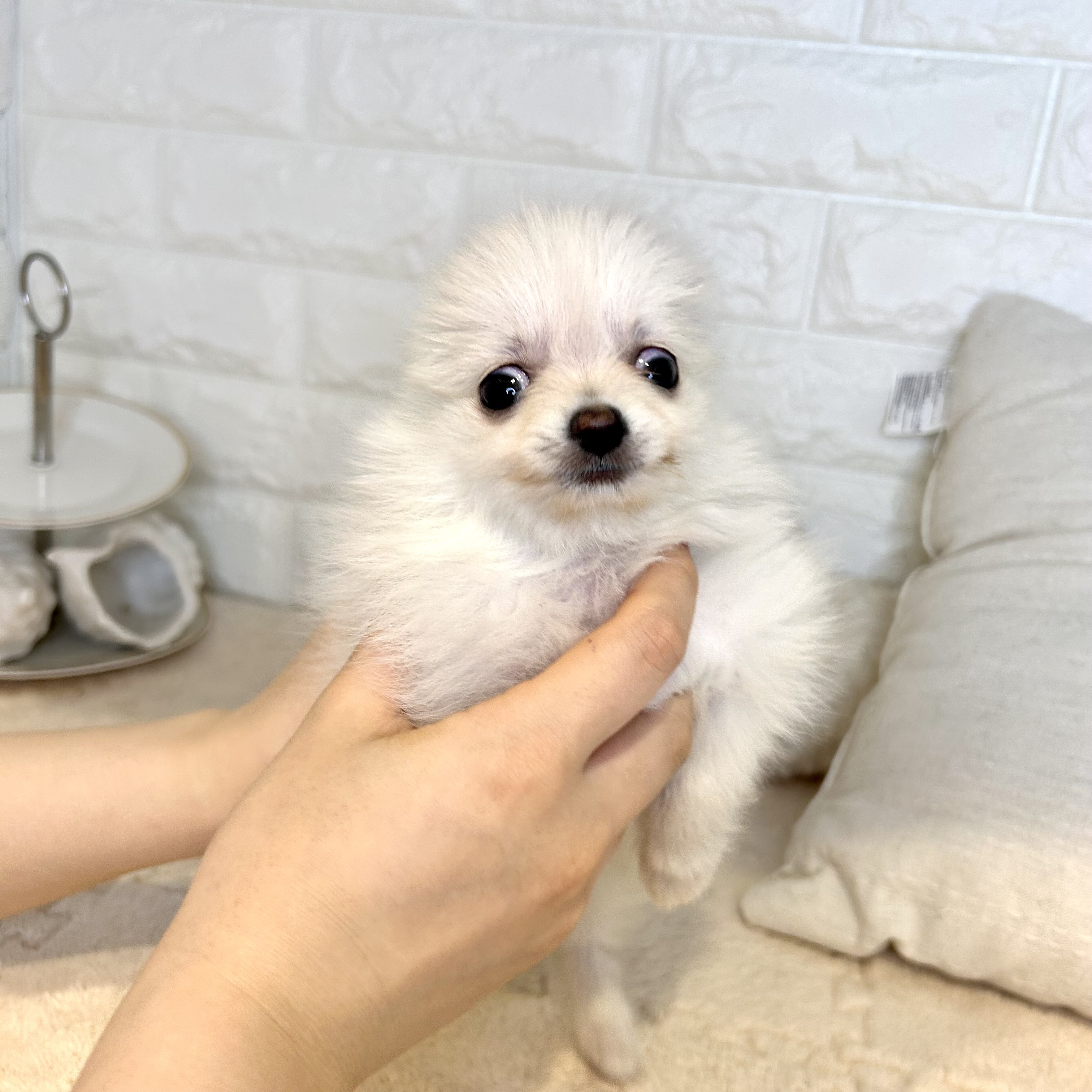 生体画像５