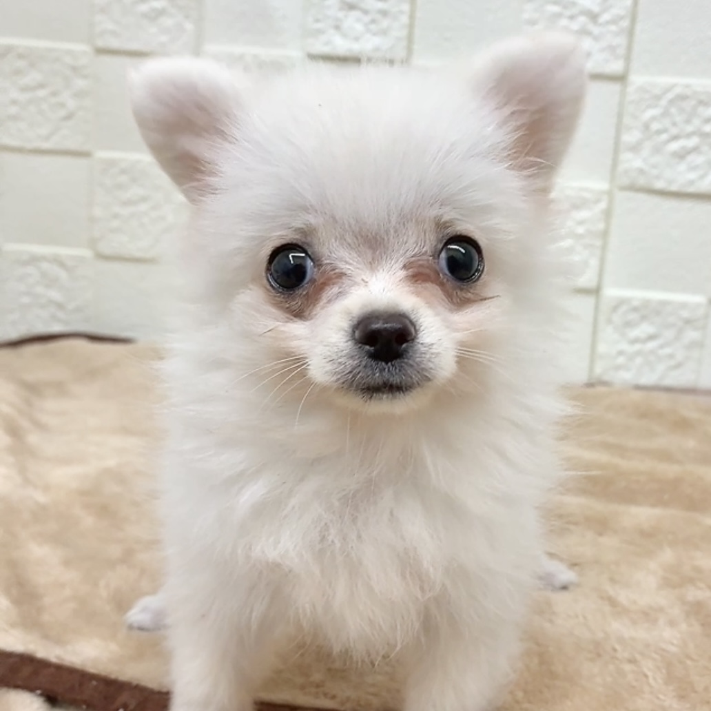 2025年8月1日生まれのポメチワ/チワポメ/ポメチー(ポメラニアン×チワワ)の5枚目の写真