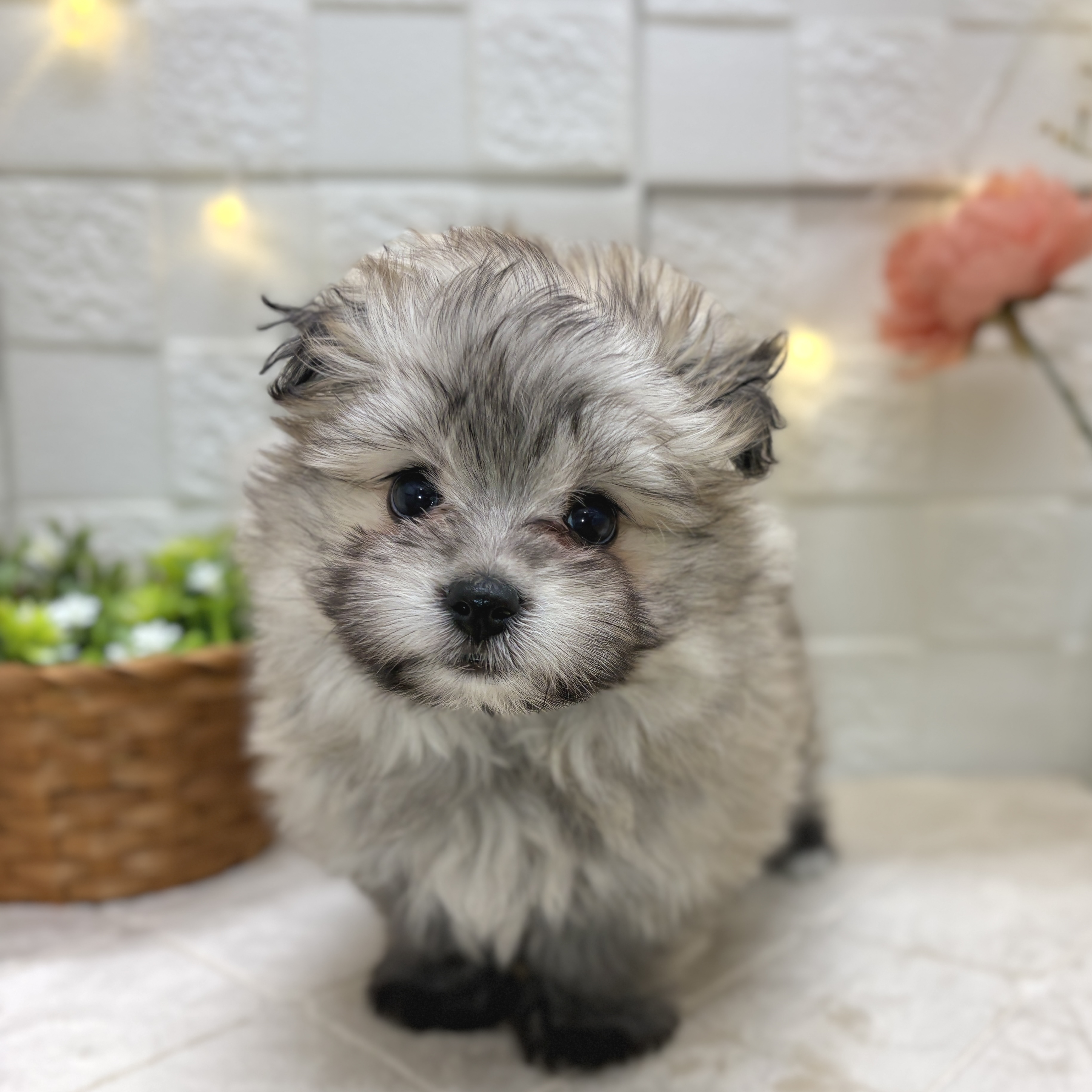 ハーフ犬女の子の写真