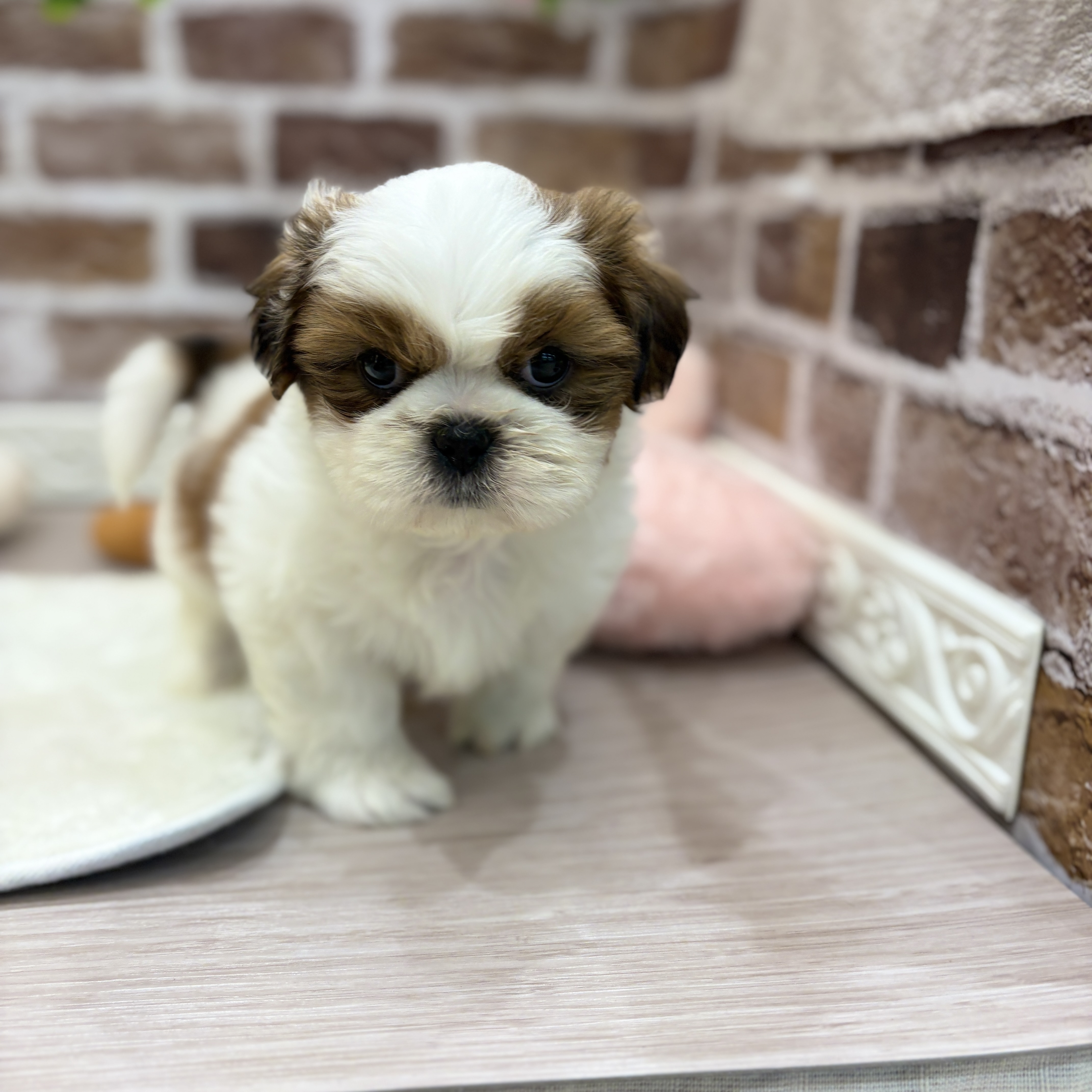 三重県のシーズー (犬の家＆猫の里三重桑名店/2026年1月27日生まれ/男の子/ホワイトゴールド)の子犬の1枚目の画像