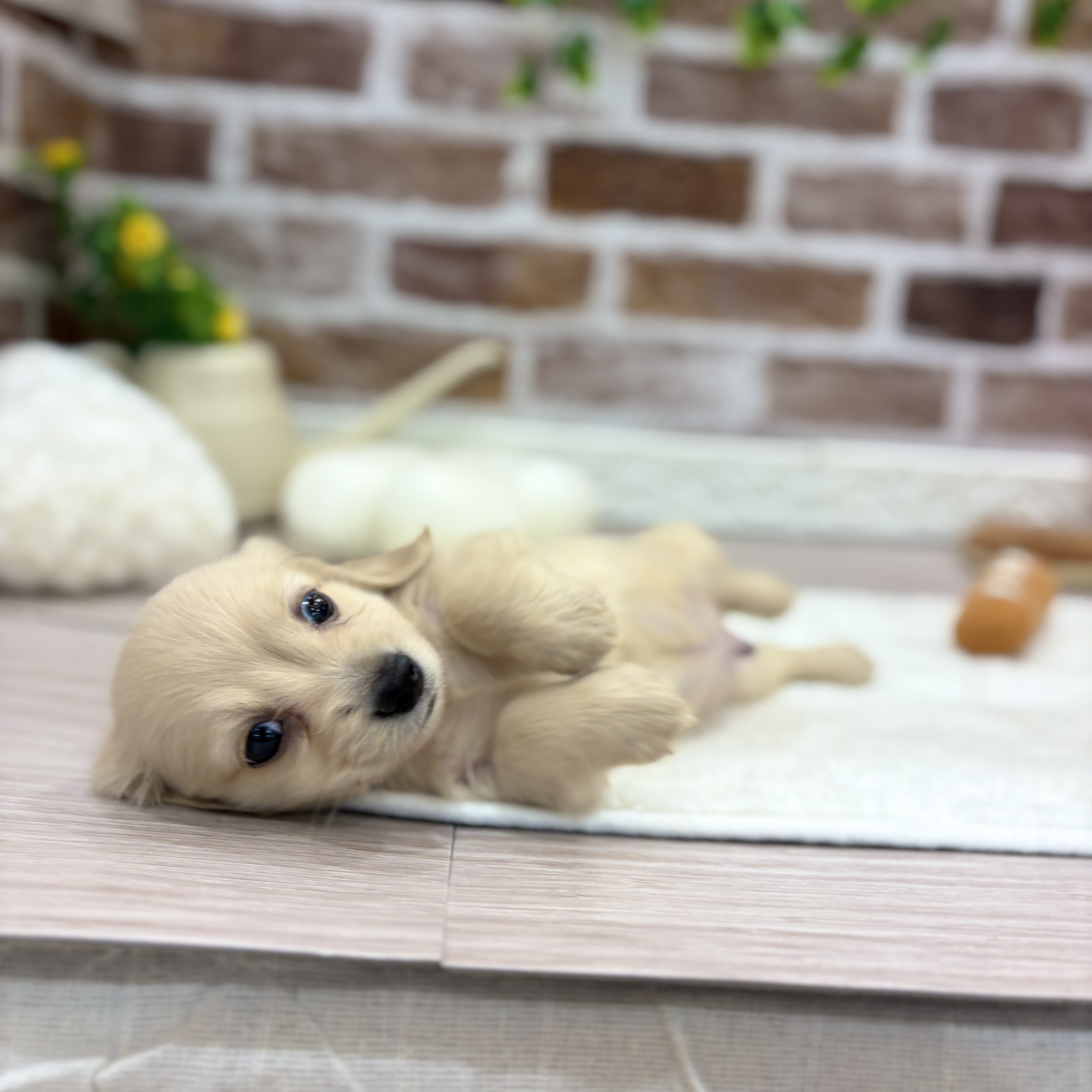 生体画像５