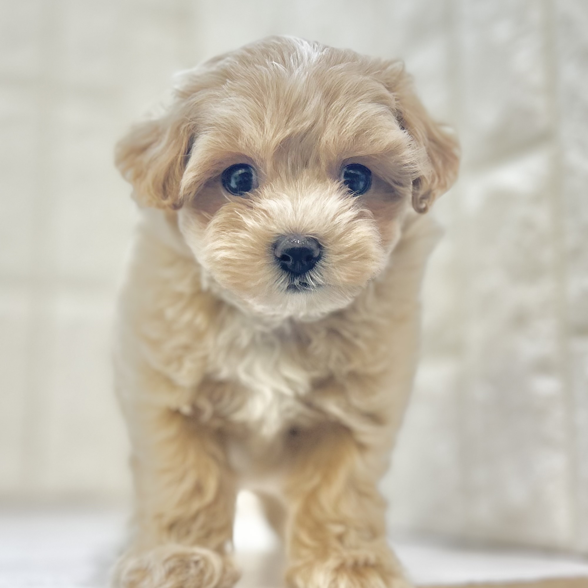 ハーフ犬男の子の写真