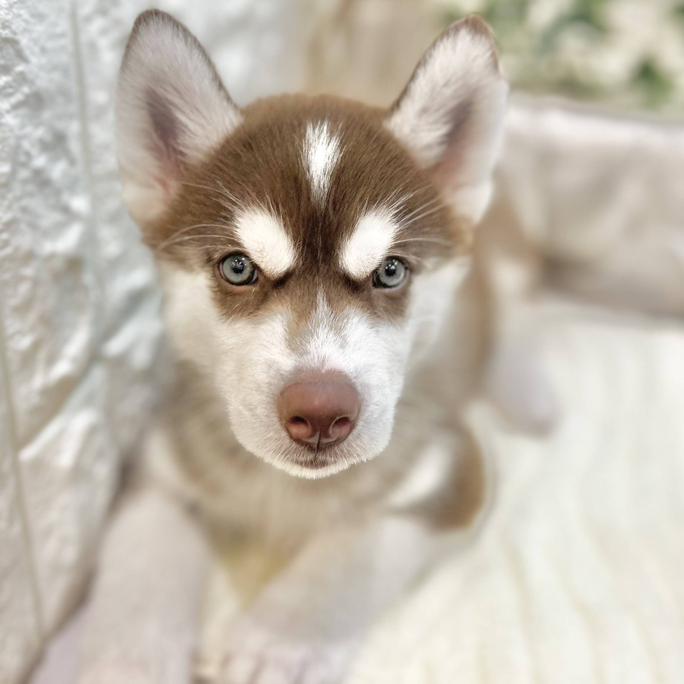 岡山県のシベリアンハスキー (犬の家＆猫の里倉敷店/2025年6月9日生まれ/男の子/チョコレートホワイト)の子犬の1枚目の画像