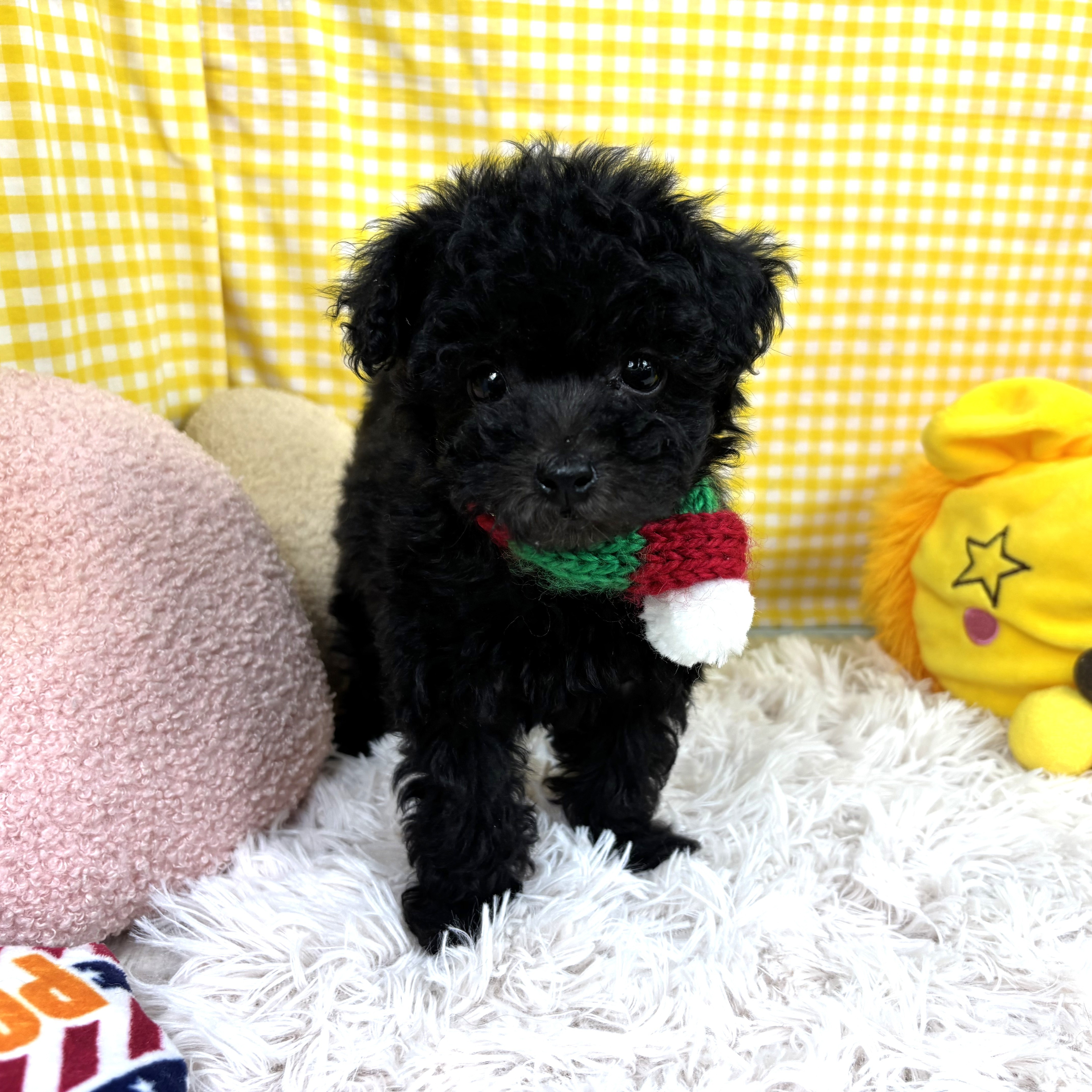 兵庫県のトイプードル(タイニー) (犬の家＆猫の里川西店/2025年10月30日生まれ/女の子/ブラック)の子犬の1枚目の画像