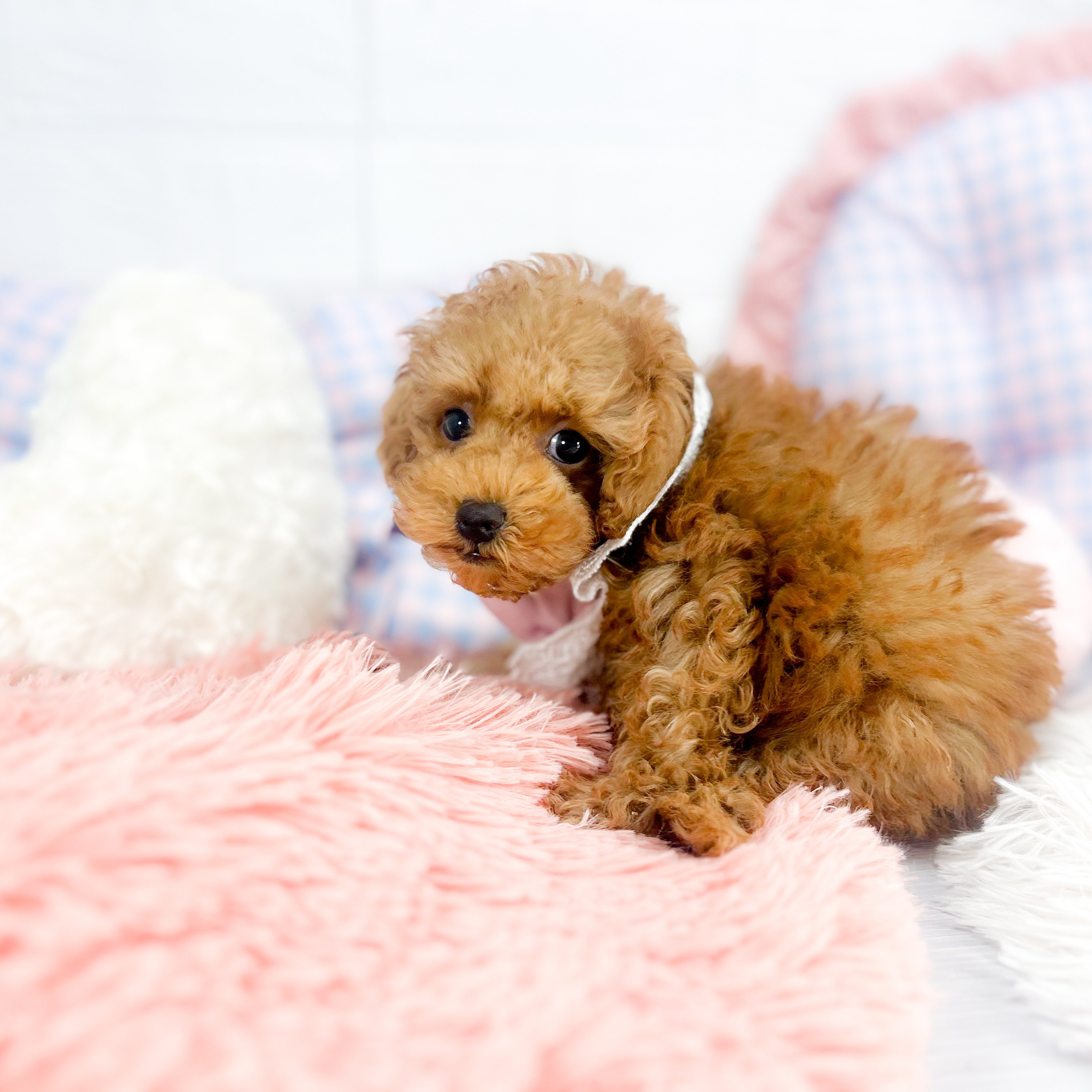 神奈川県のトイプードル(トイ) (犬の家＆猫の里元住吉ブレーメン通り店/2025年7月18日生まれ/女の子/レッドフォーン)の子犬の1枚目の画像